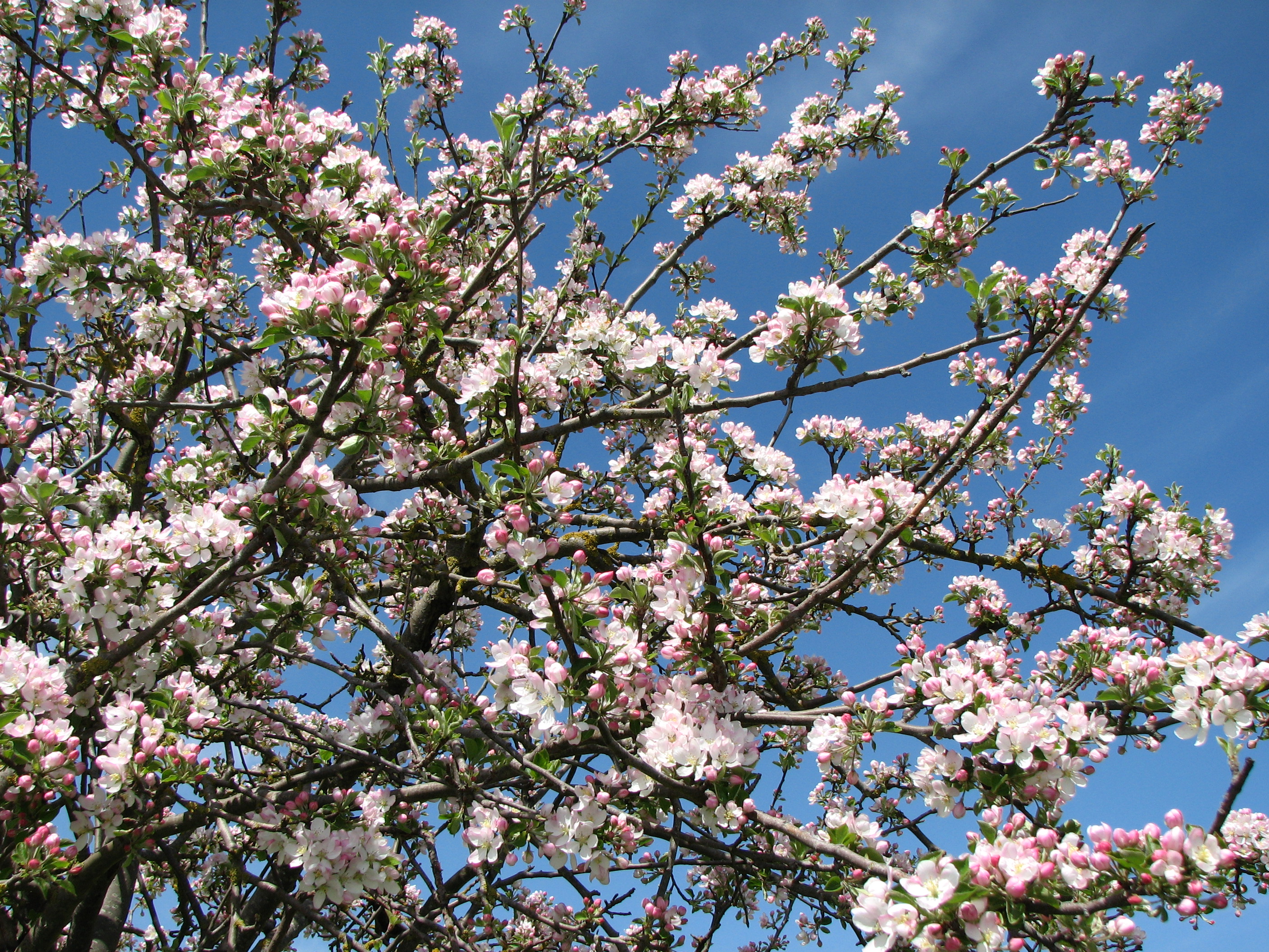 Apfel