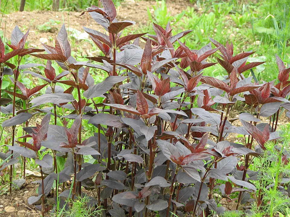 Gartenmelde