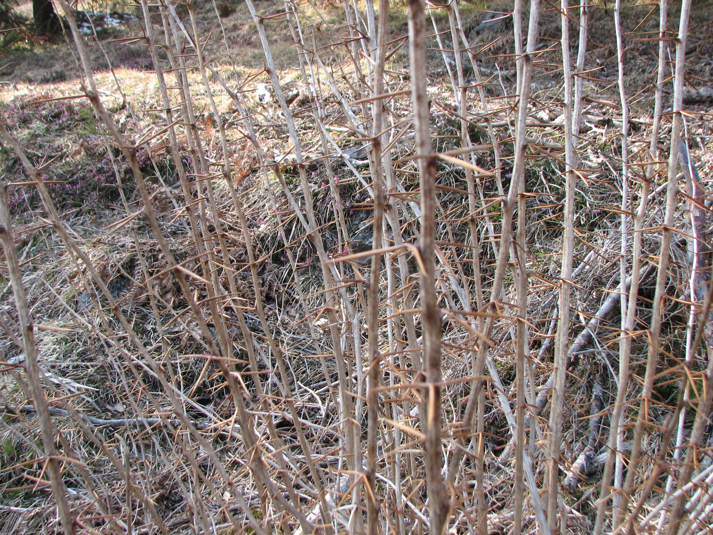 Berberitze