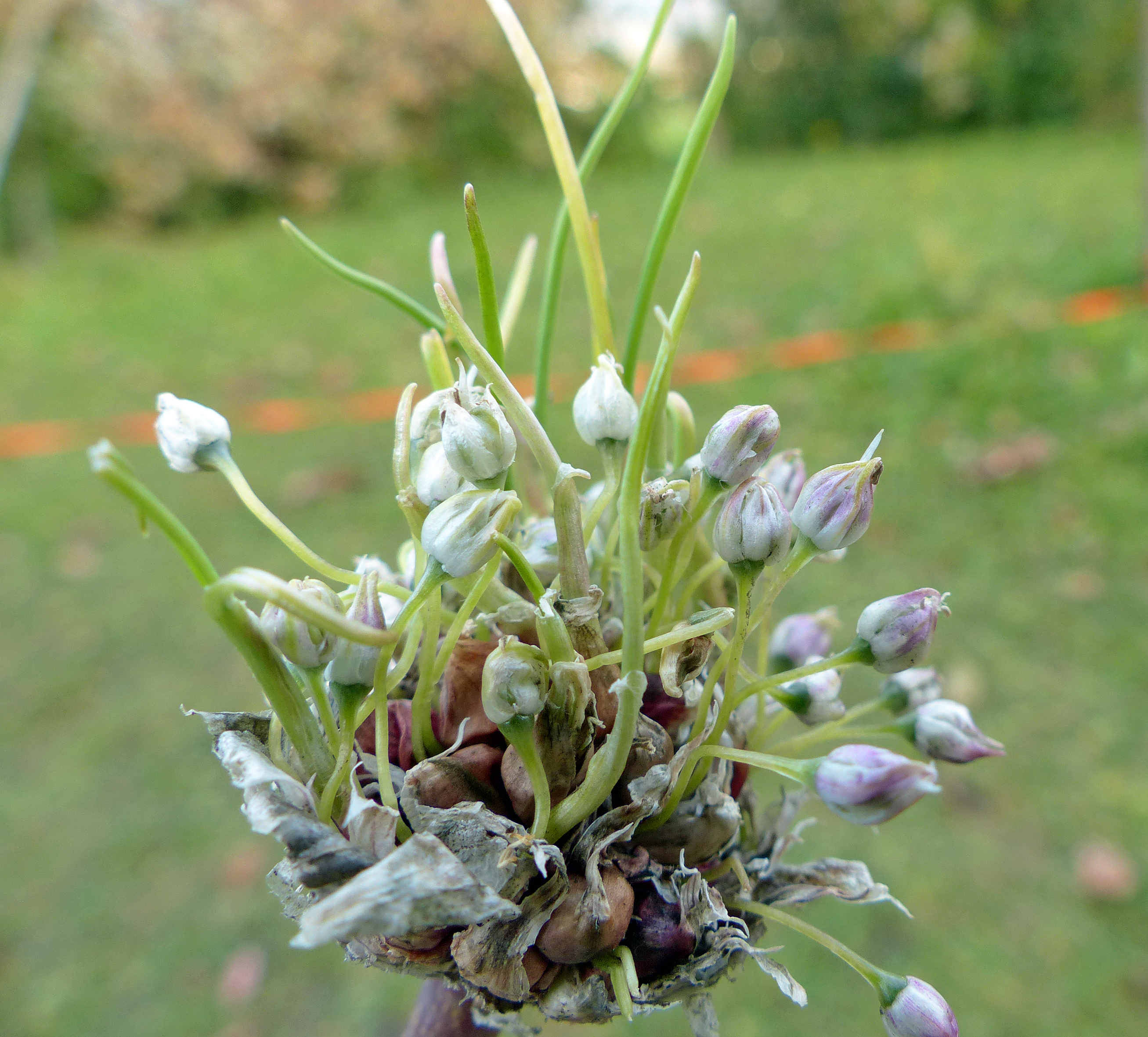 Knoblauch
