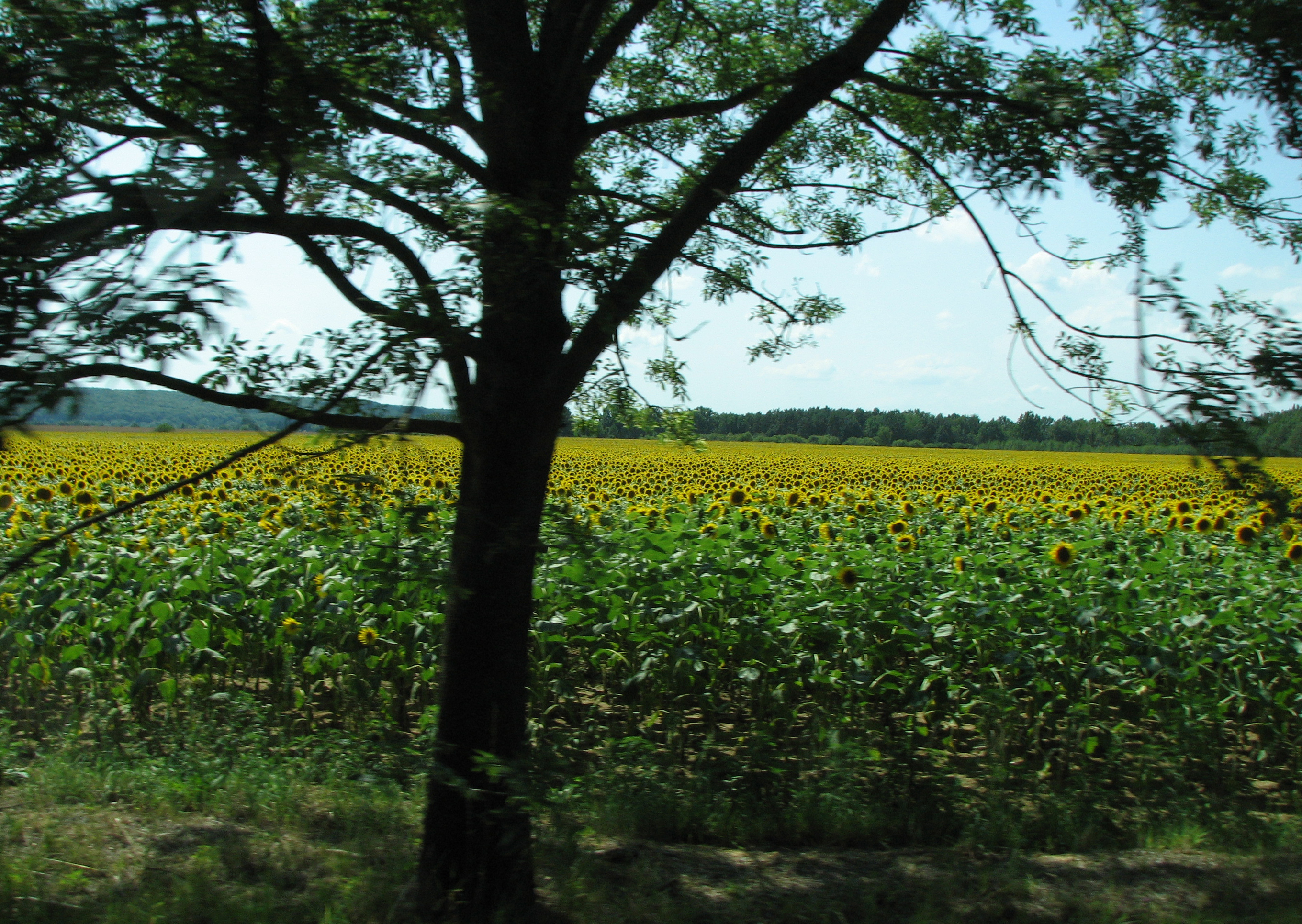 Sonnenblume
