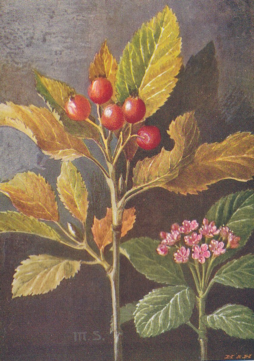 Zwergmehlbeere