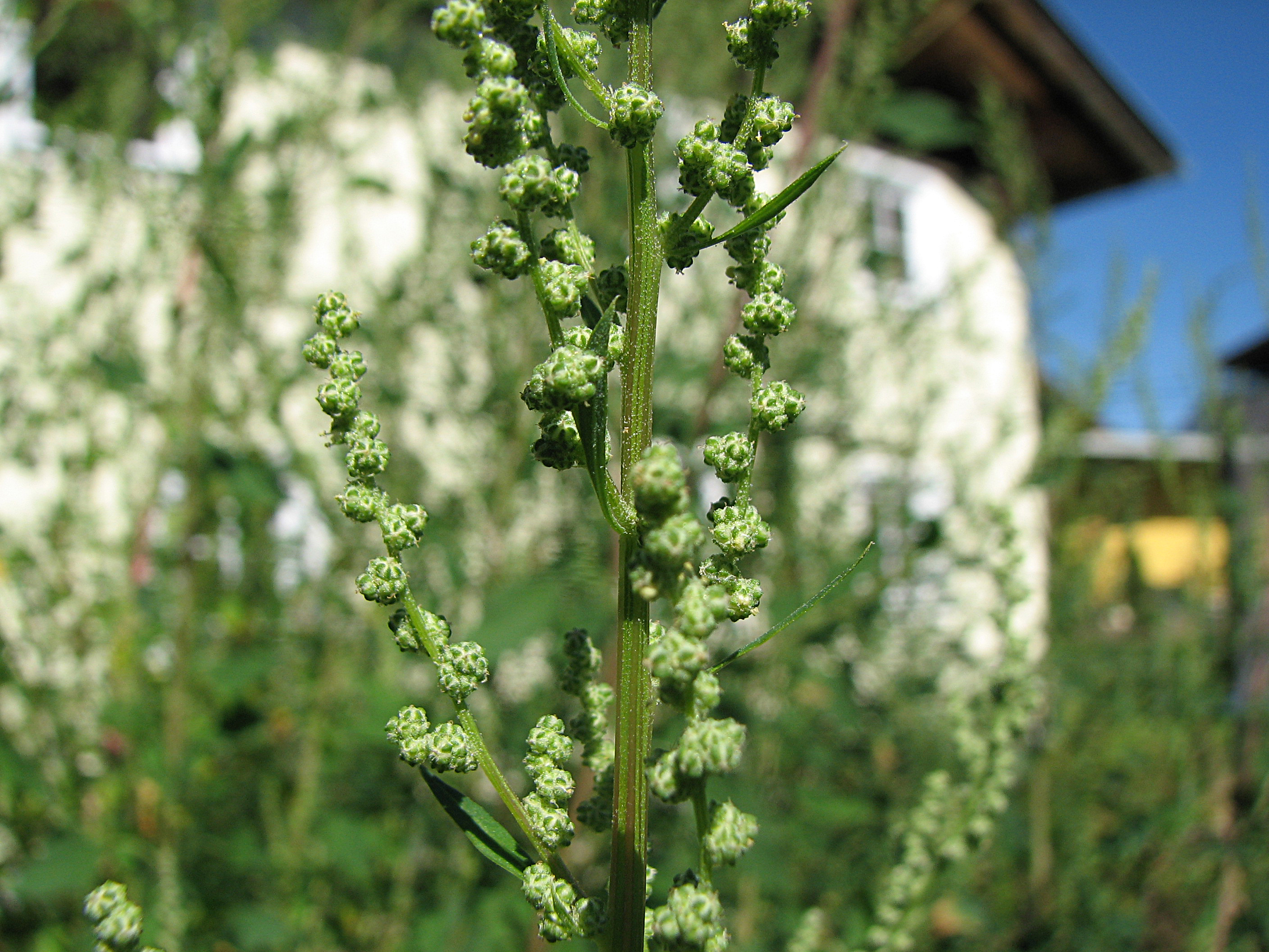 Weißer Gänsefuß