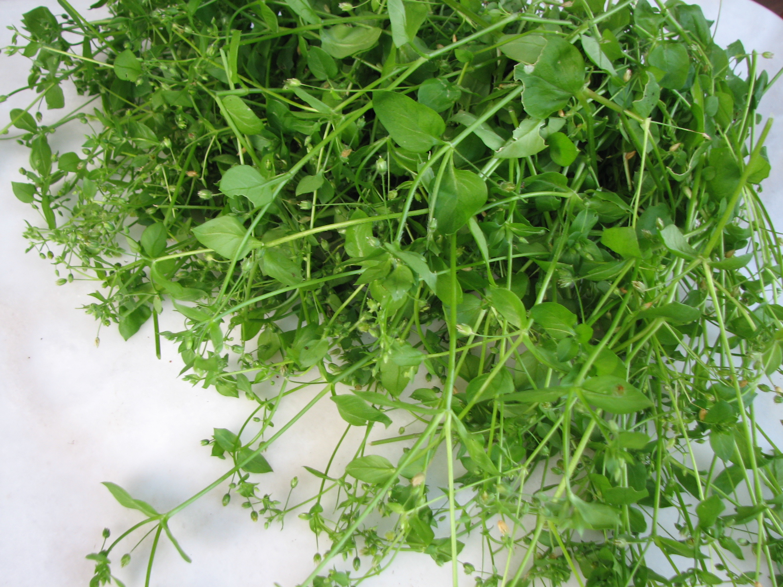 Pesto mit Vogelmiere oder Petersilie