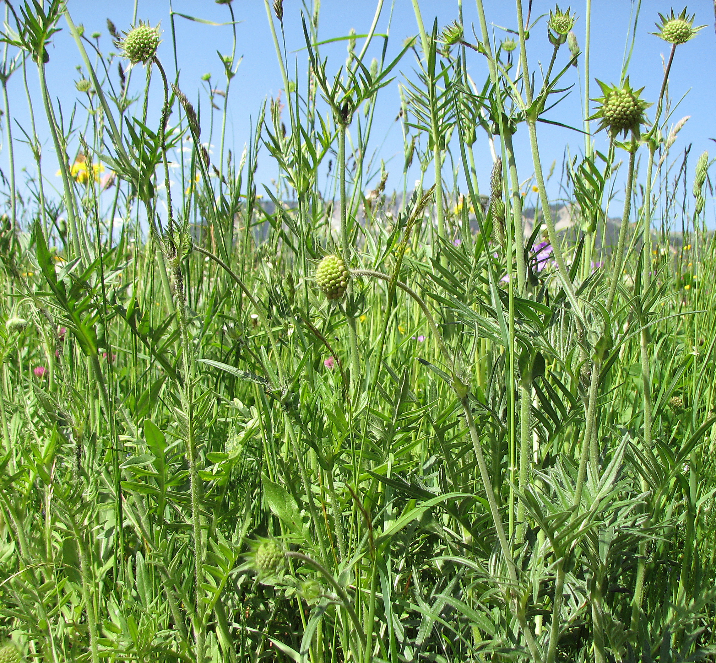 Wiesenwitwenblume