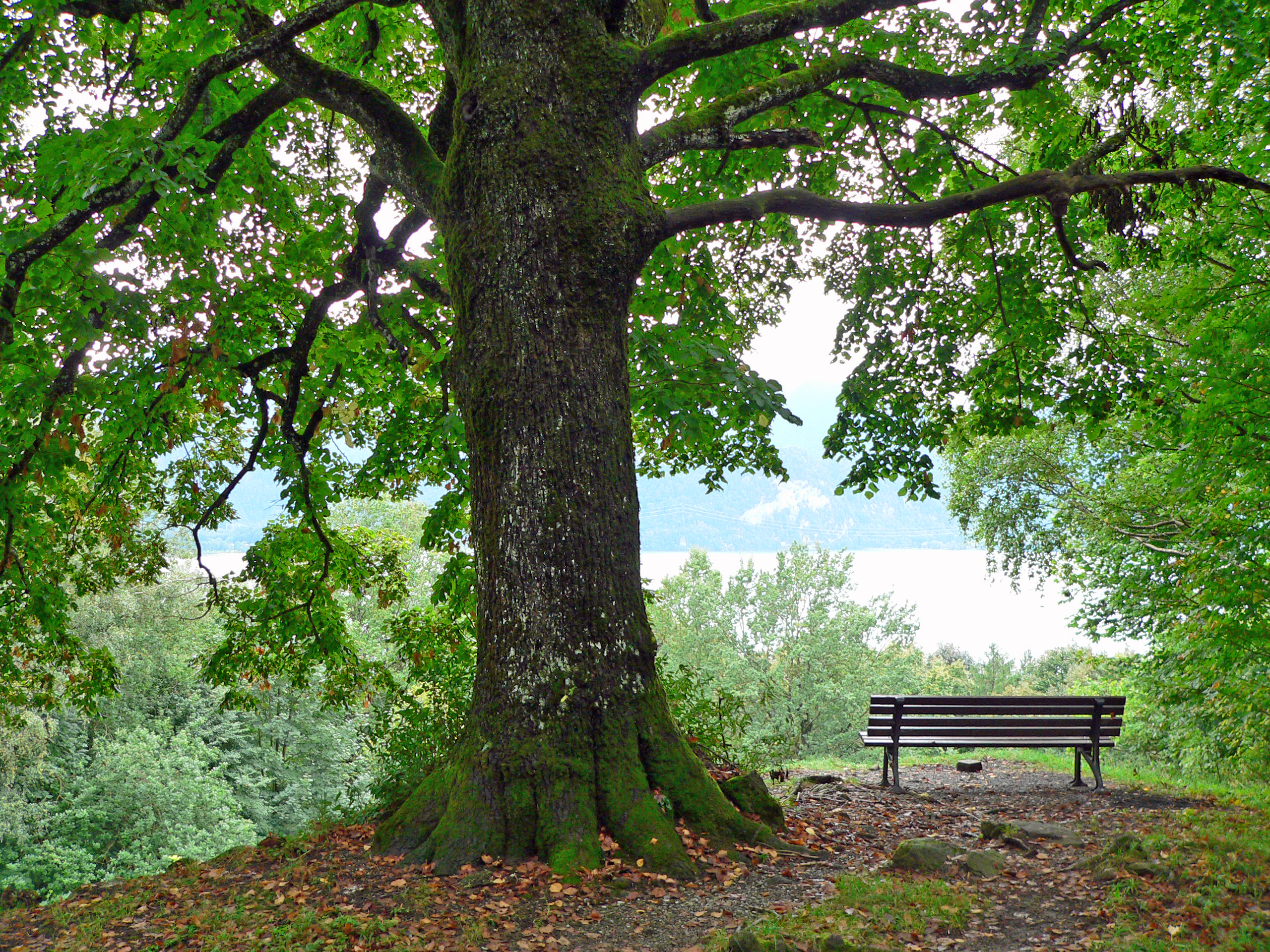 Sommerlinde