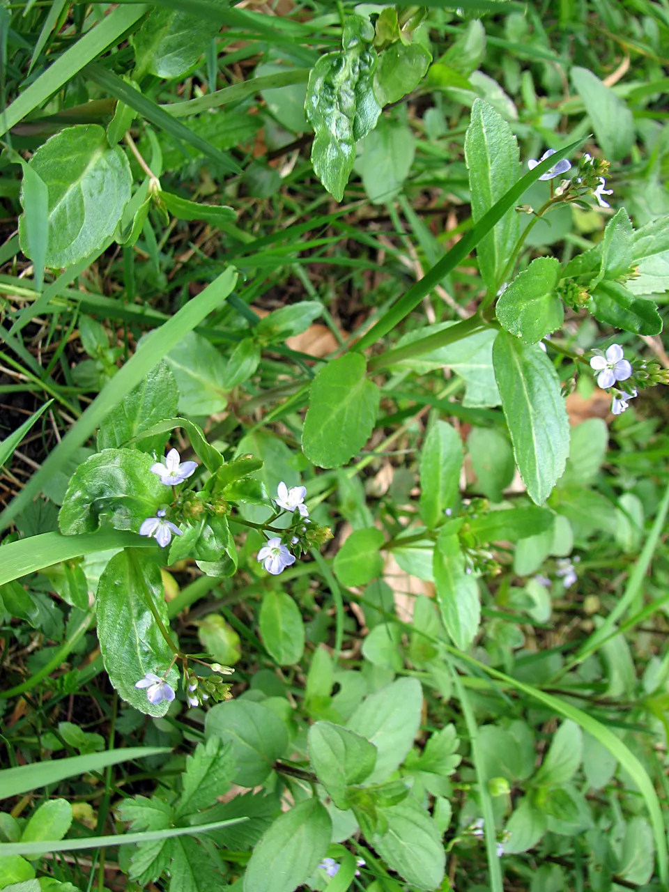 Bachbunge