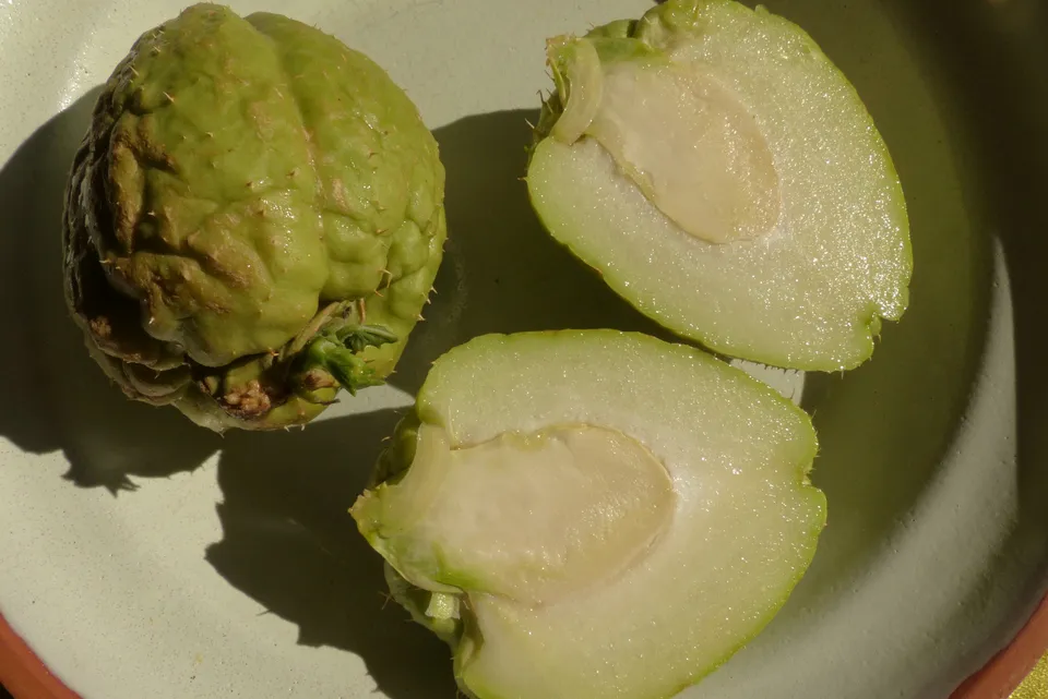 Chayote