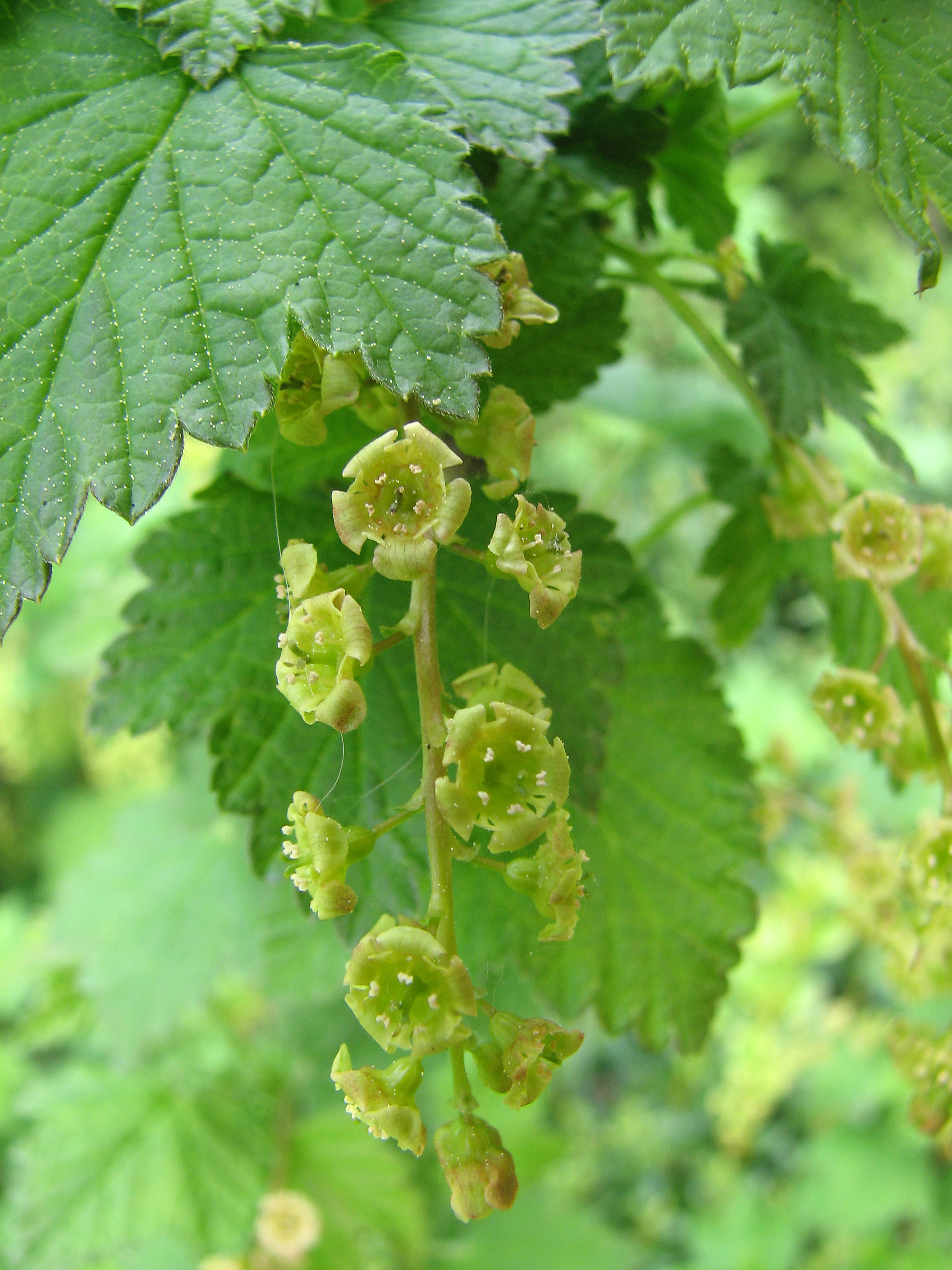 Johannisbeeren