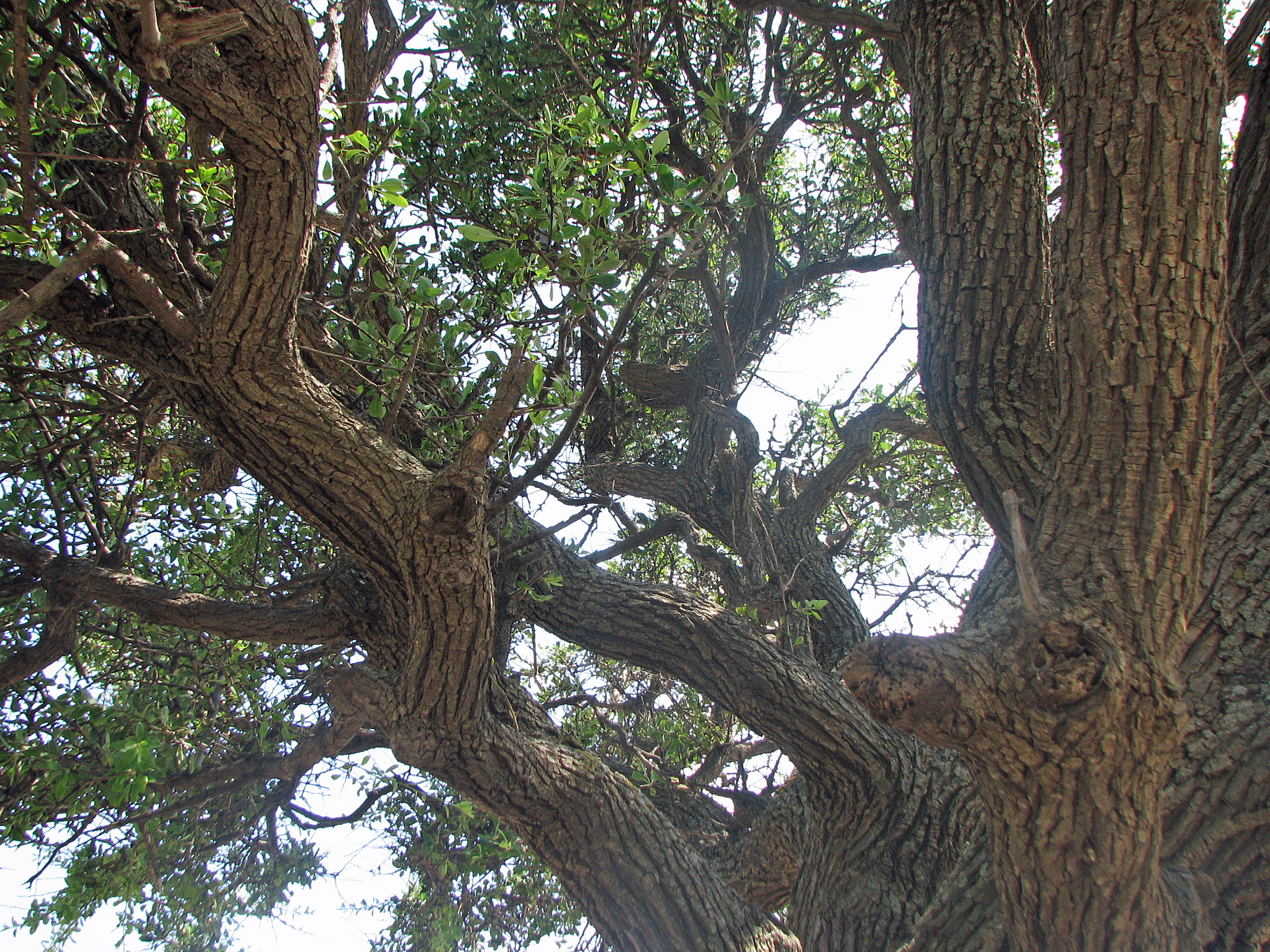Mandelblättrige Birne