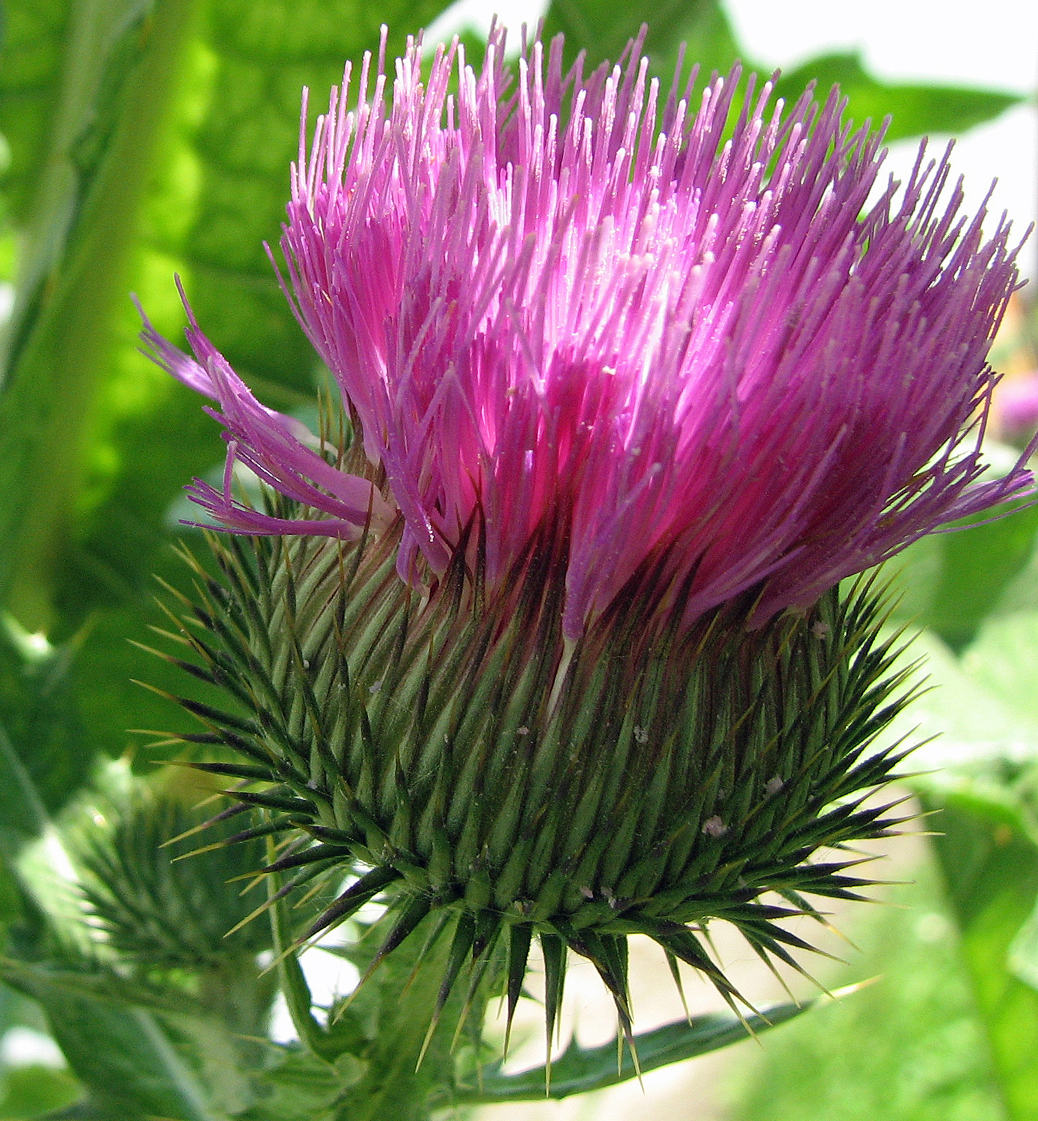Eselsdistel