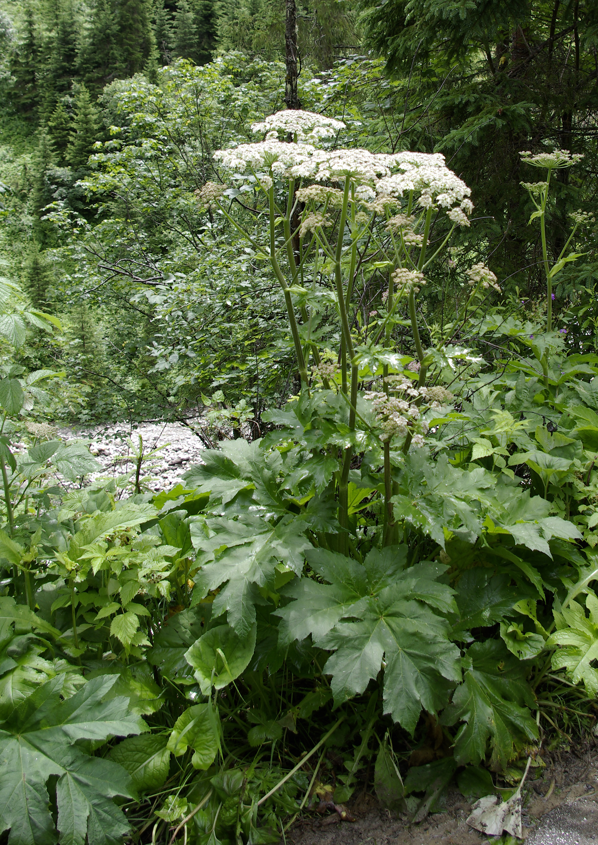 Wiesenbärenklau