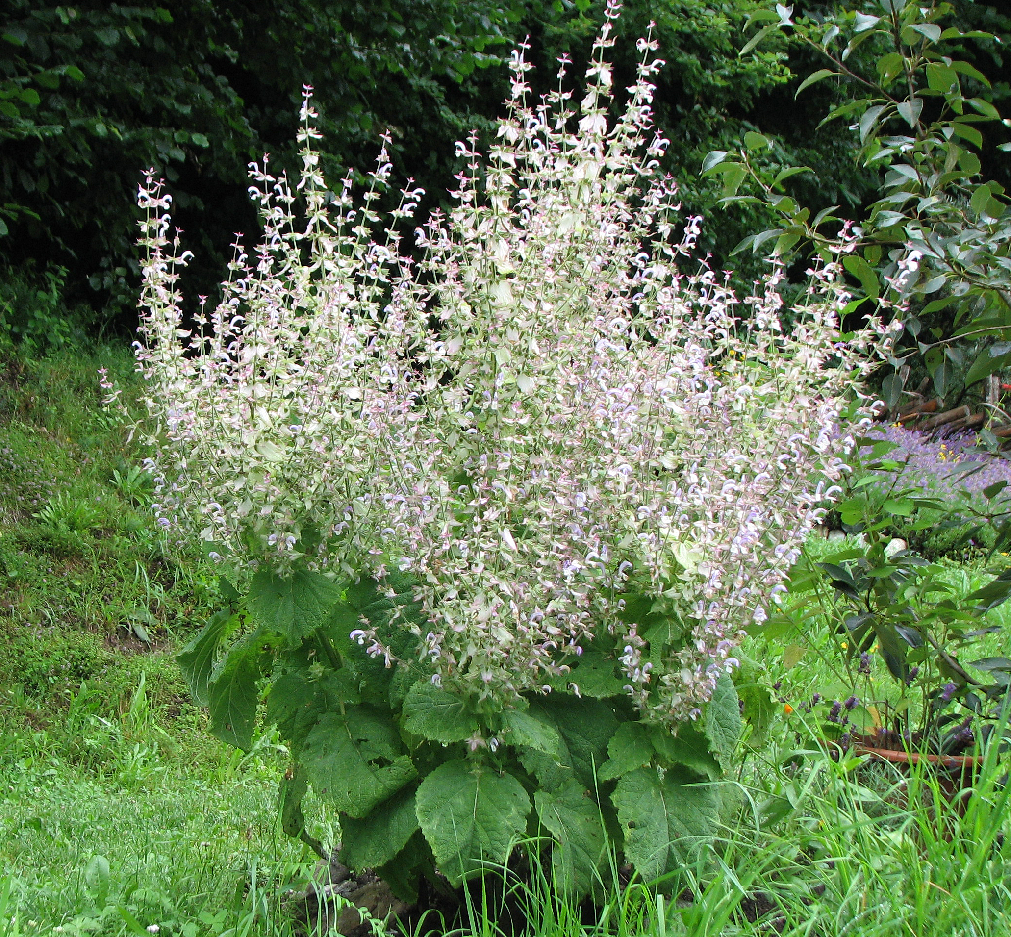 Muskatellersalbei