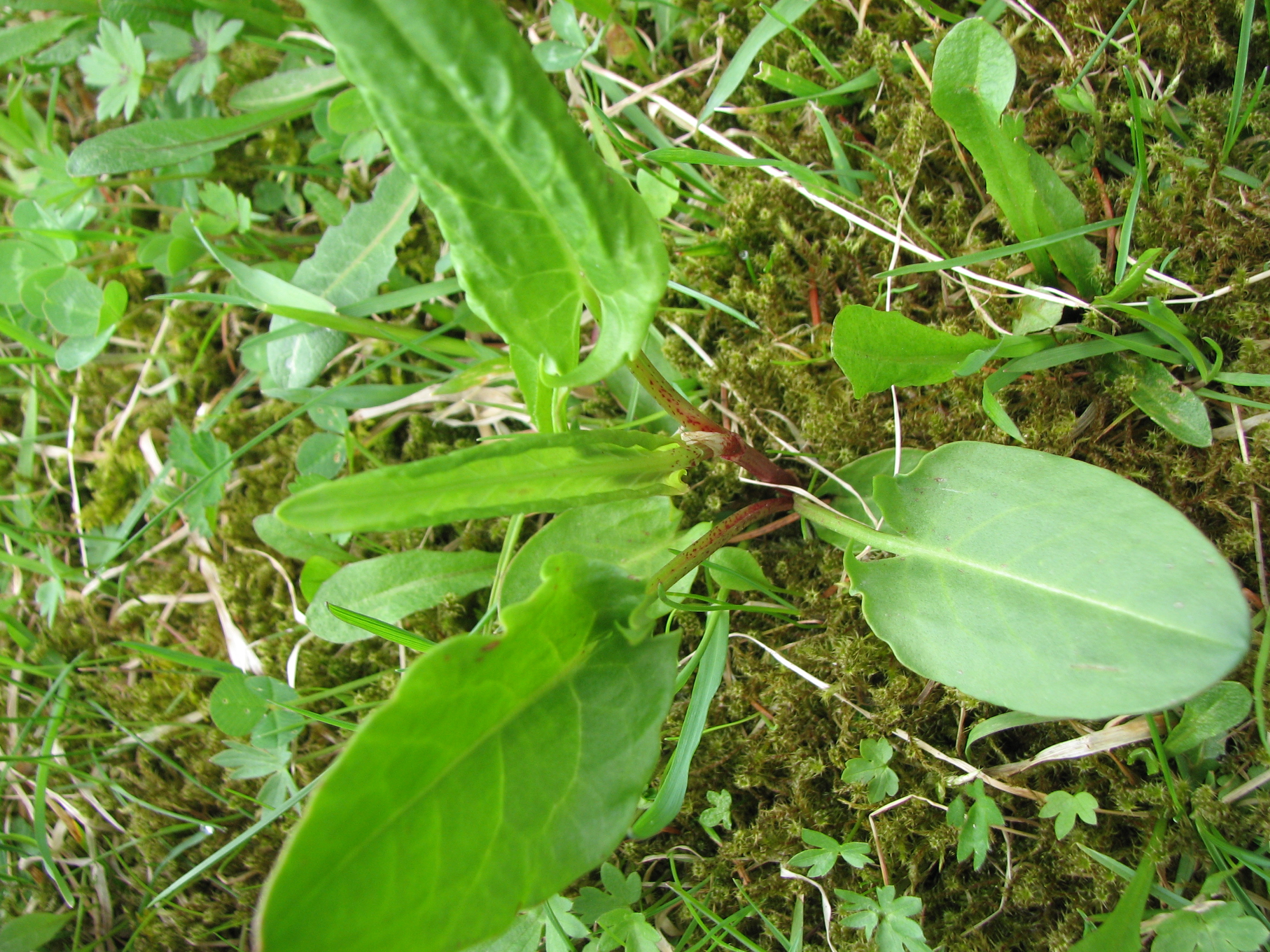 Sauerampfer