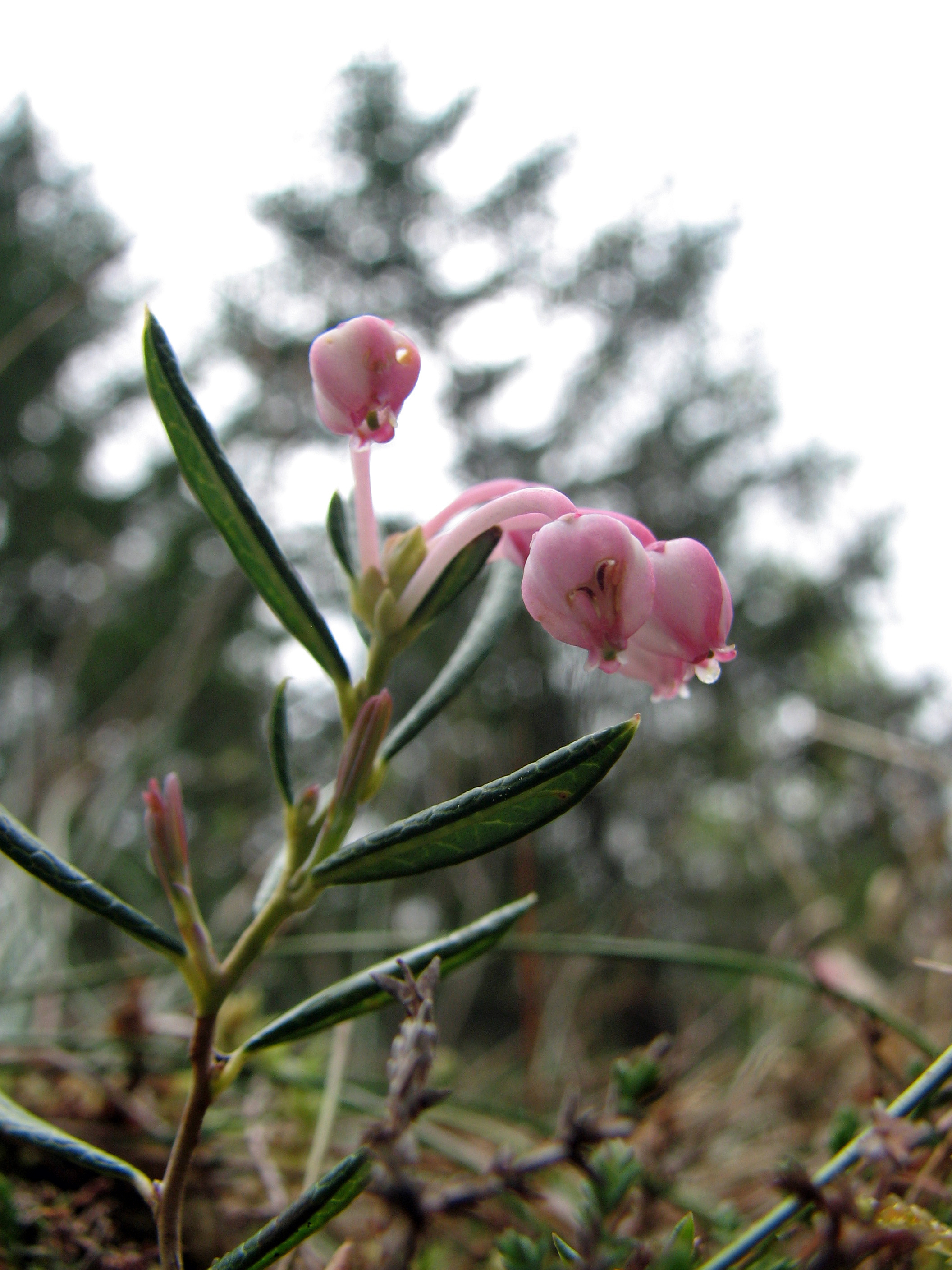 Rosmarinheide