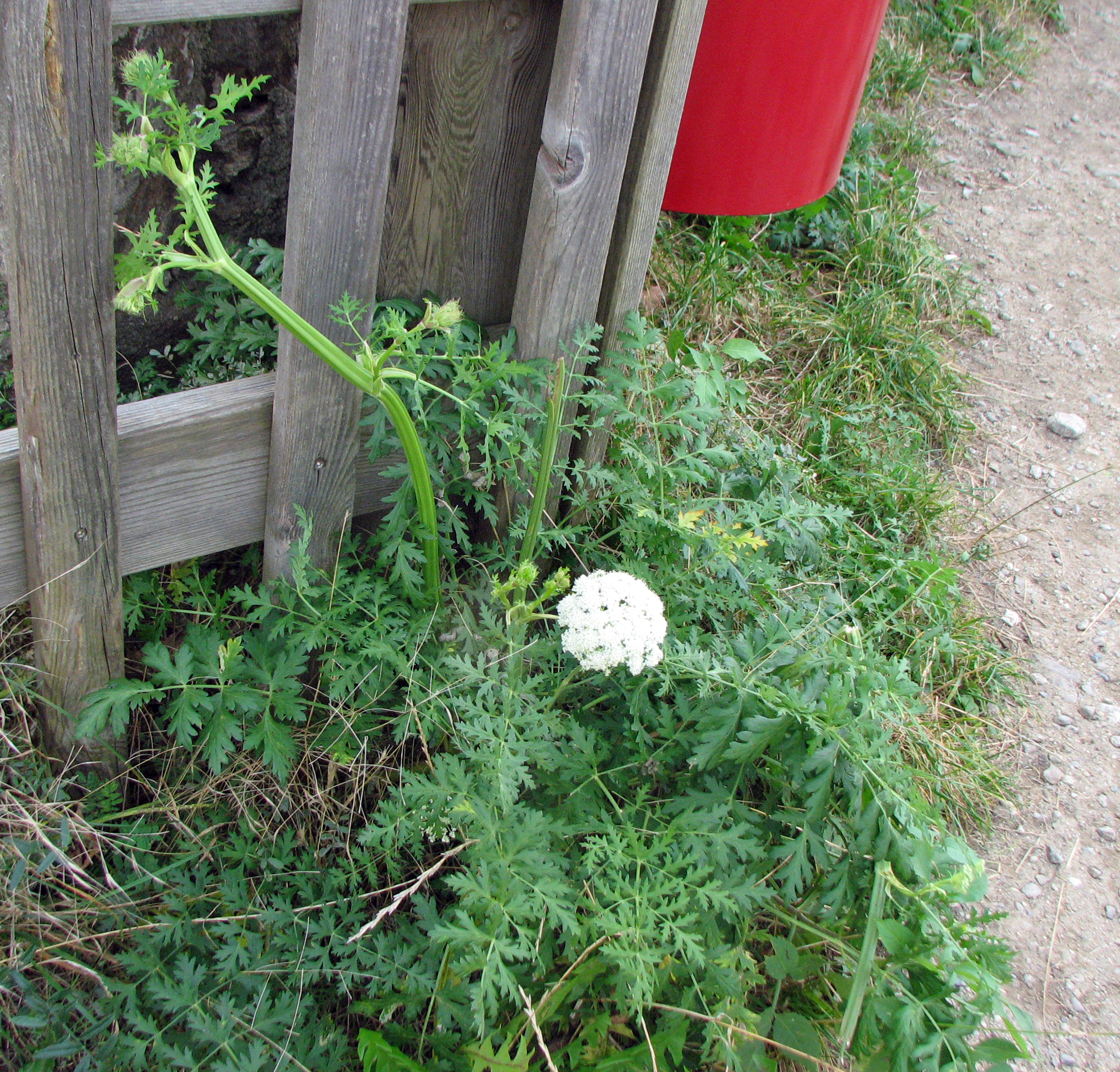 Hügelheilwurz