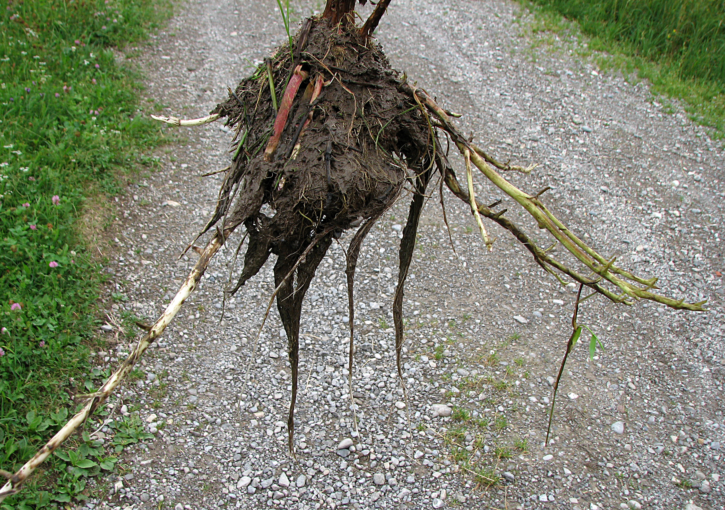 Zottiges Weidenröschen