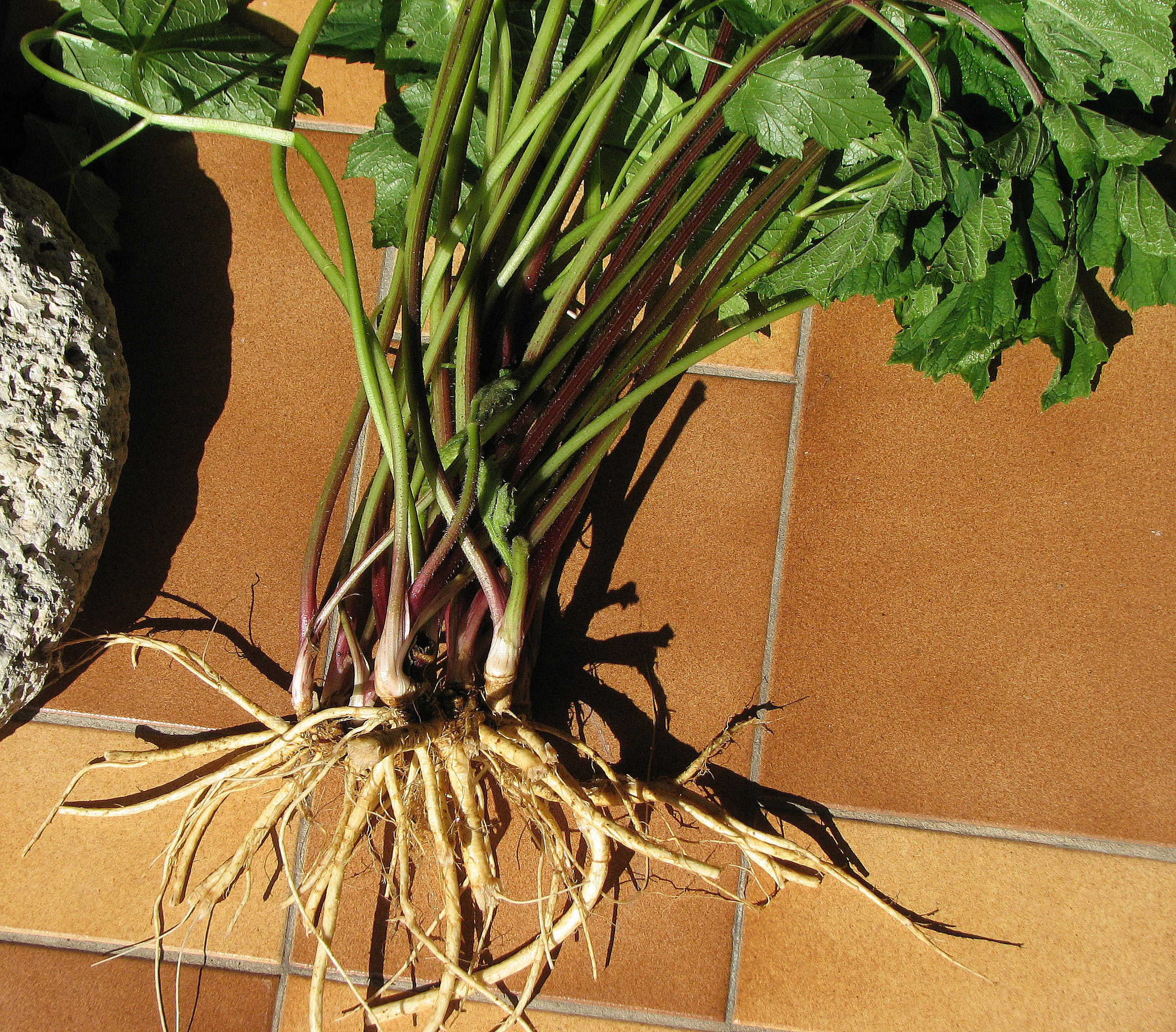 Wiesenbärenklau