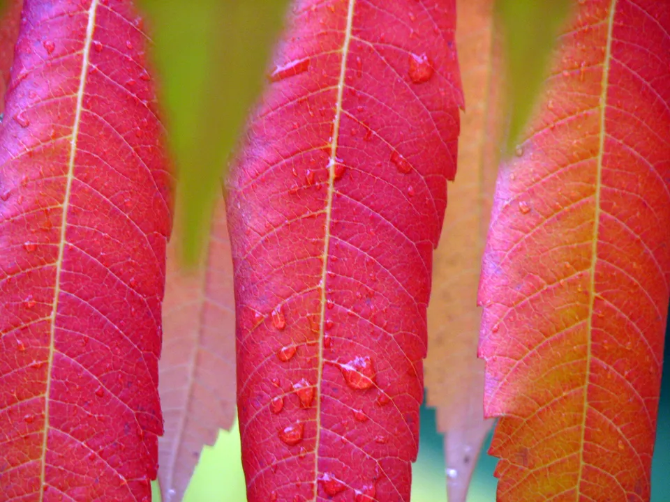 Essigbaum