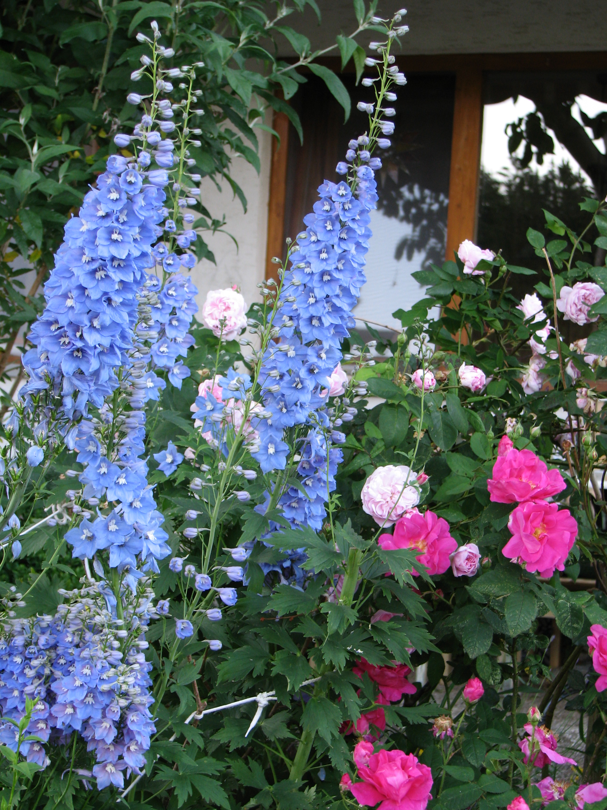 Gartenrittersporn