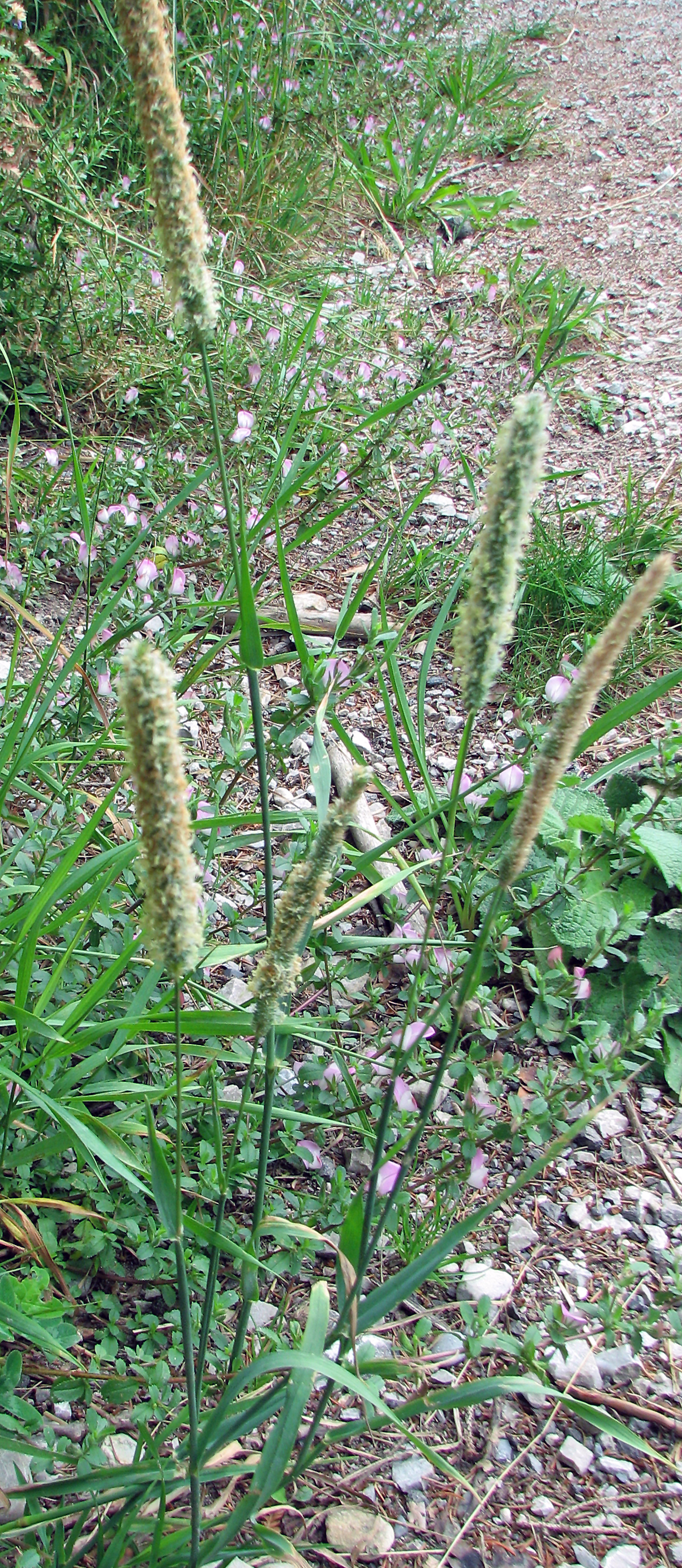 Wiesenfuchsschwanz