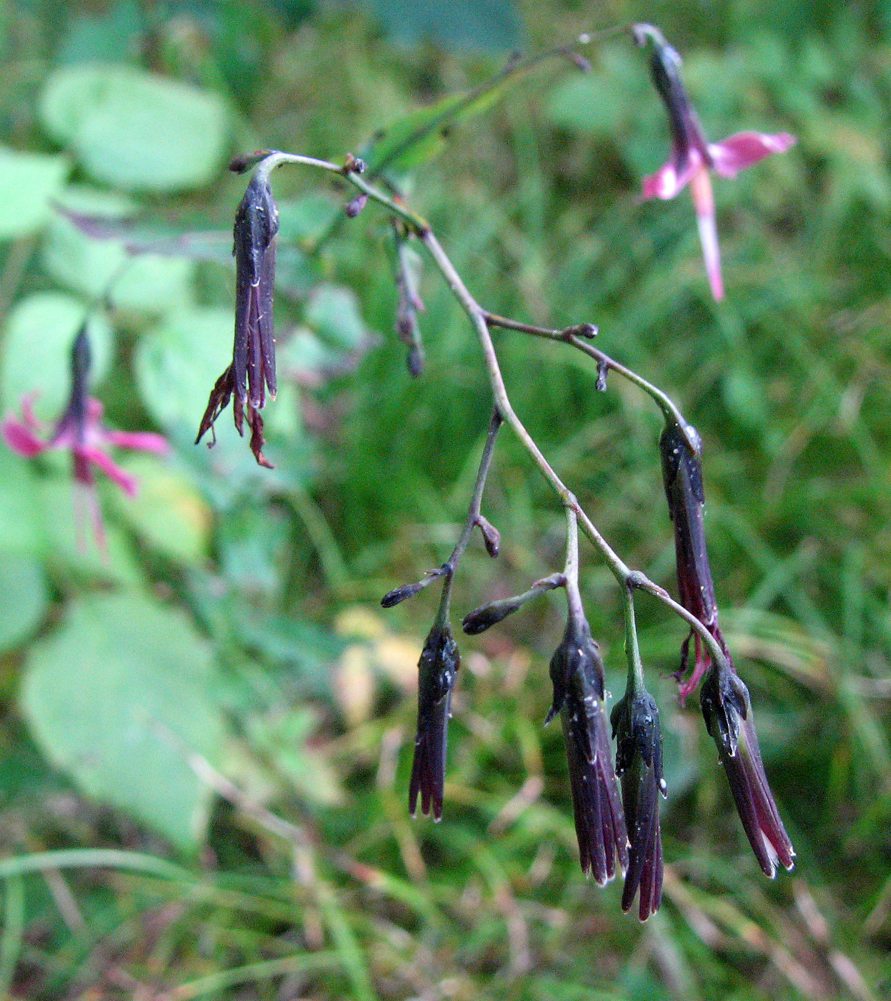 Hasenlattich