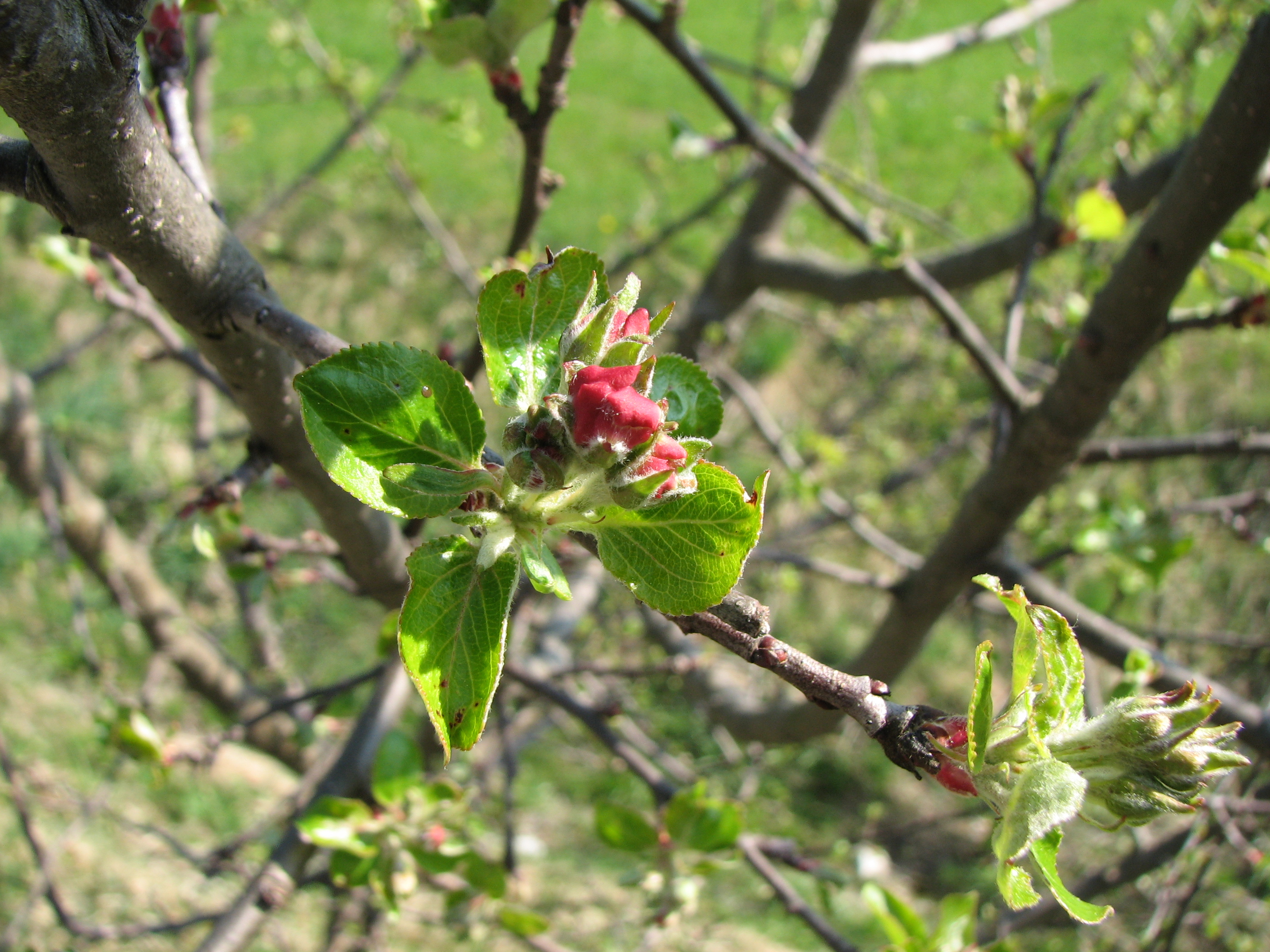 Apfel