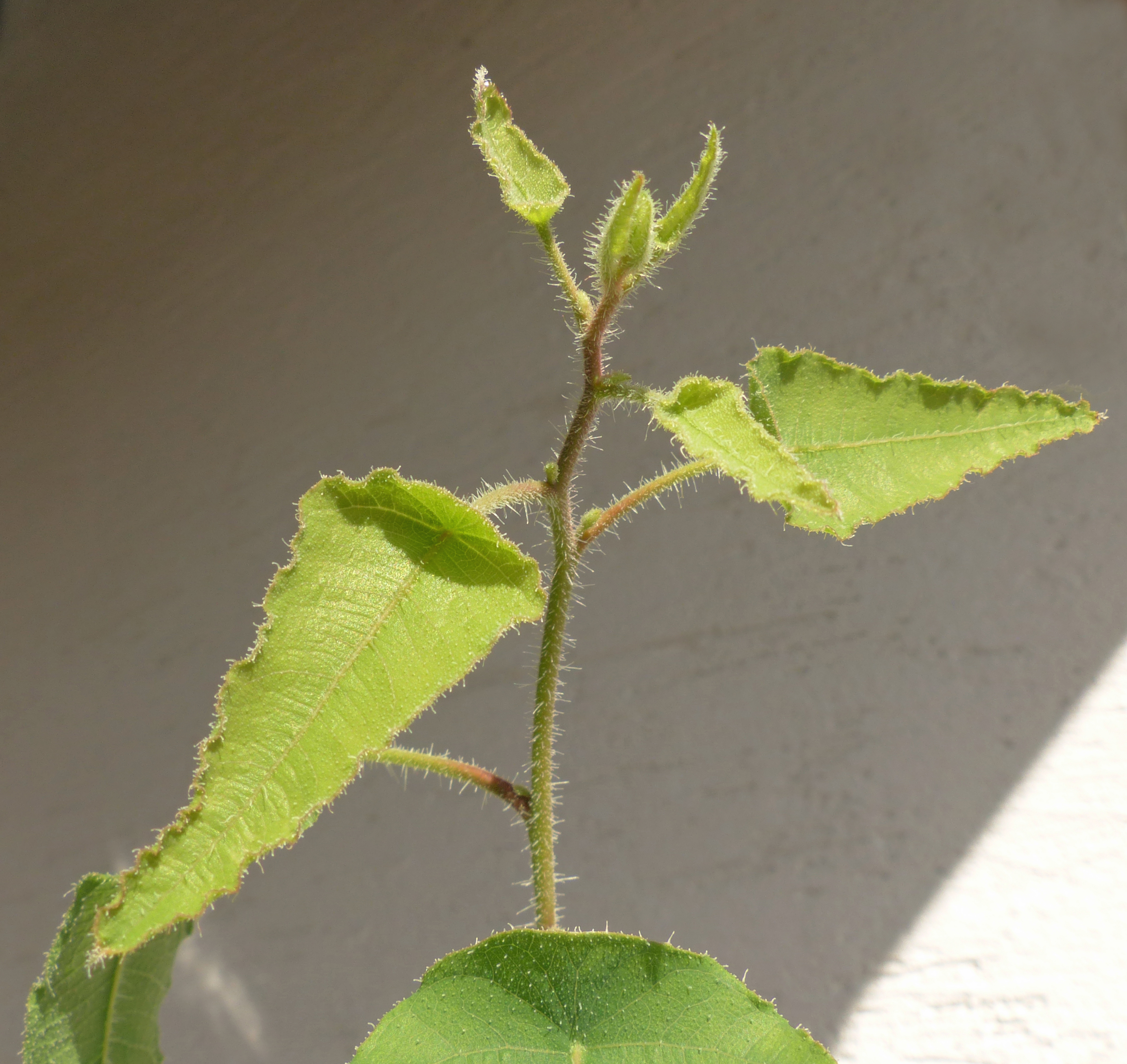 Zitroneneukalyptus