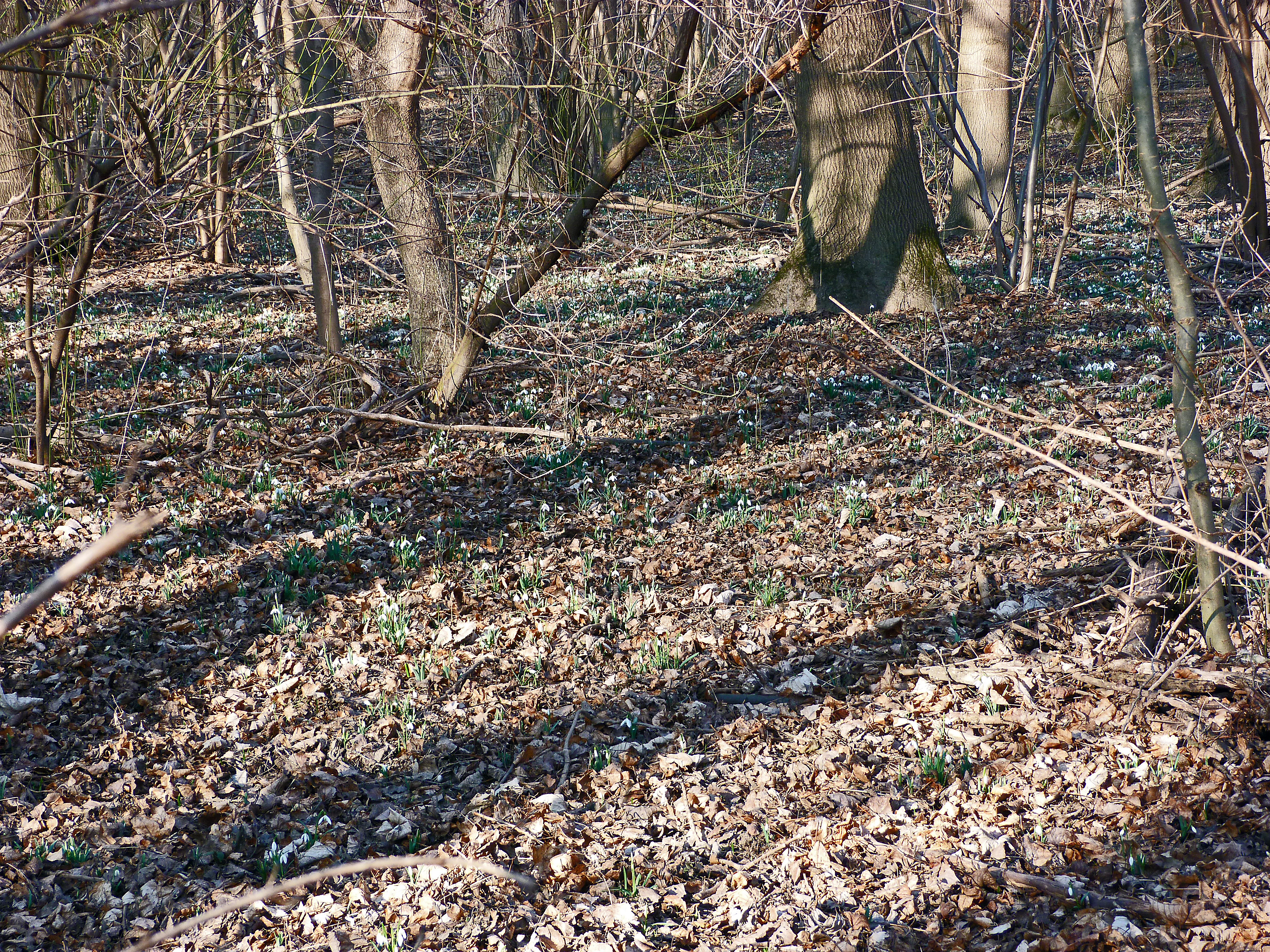 Kleines Schneeglöckchen