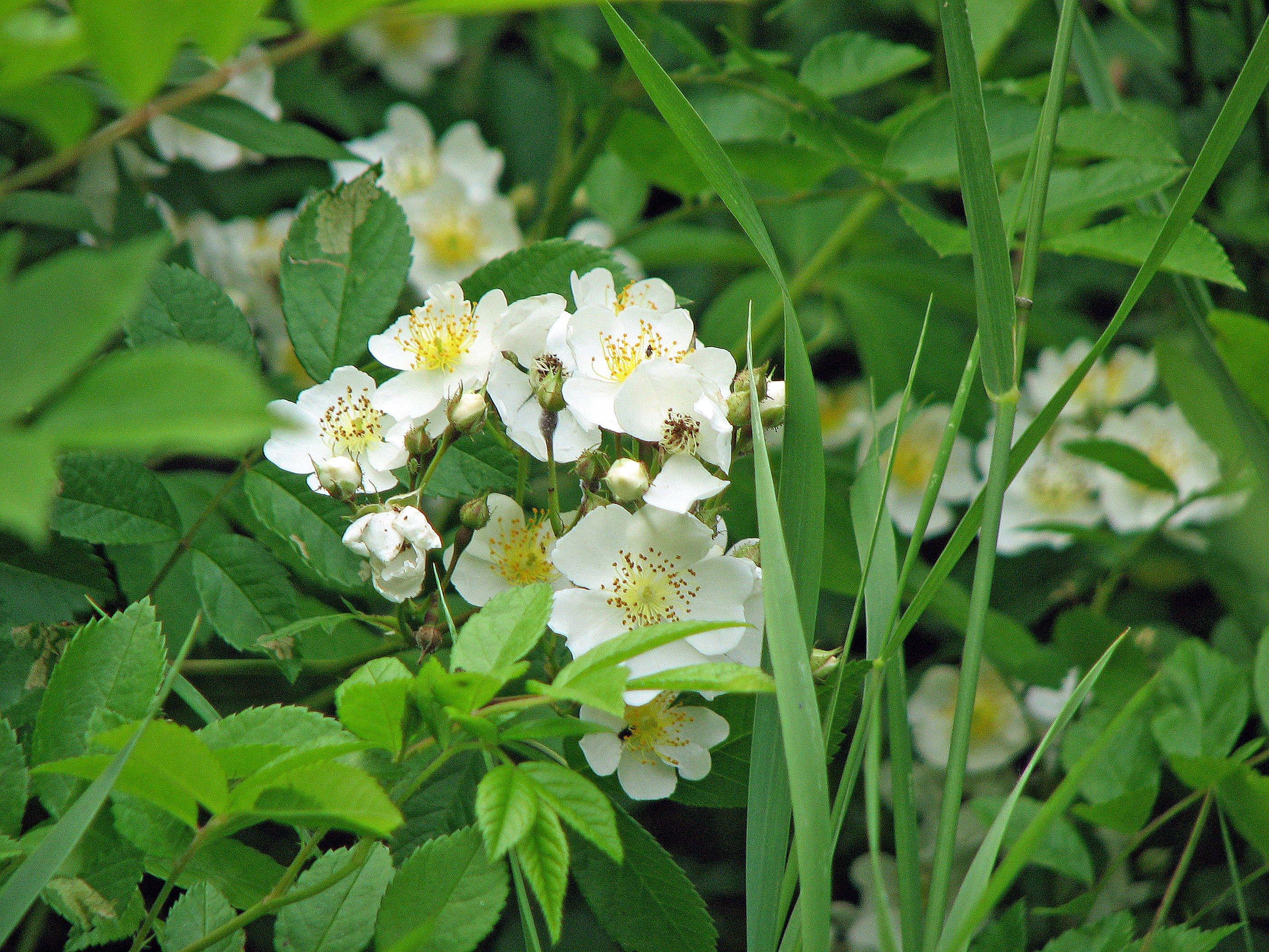 Büschelrose-Wildrose