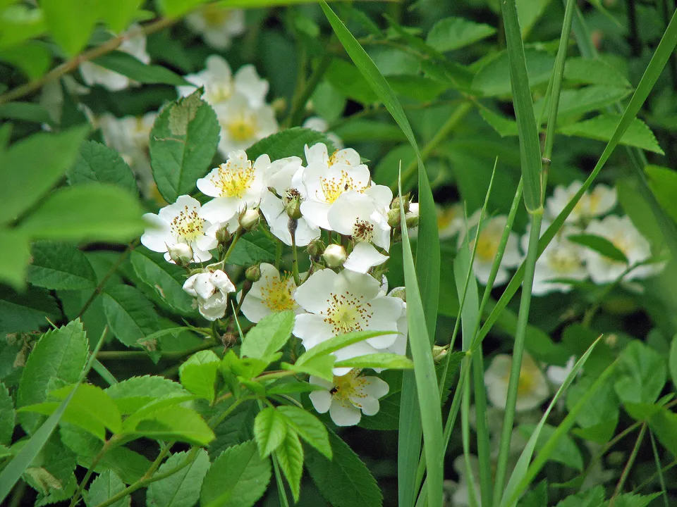 Büschelrose-Wildrose