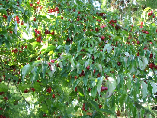 Eine Wildfruchthecke anlegen