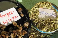 Gewürzfenchel