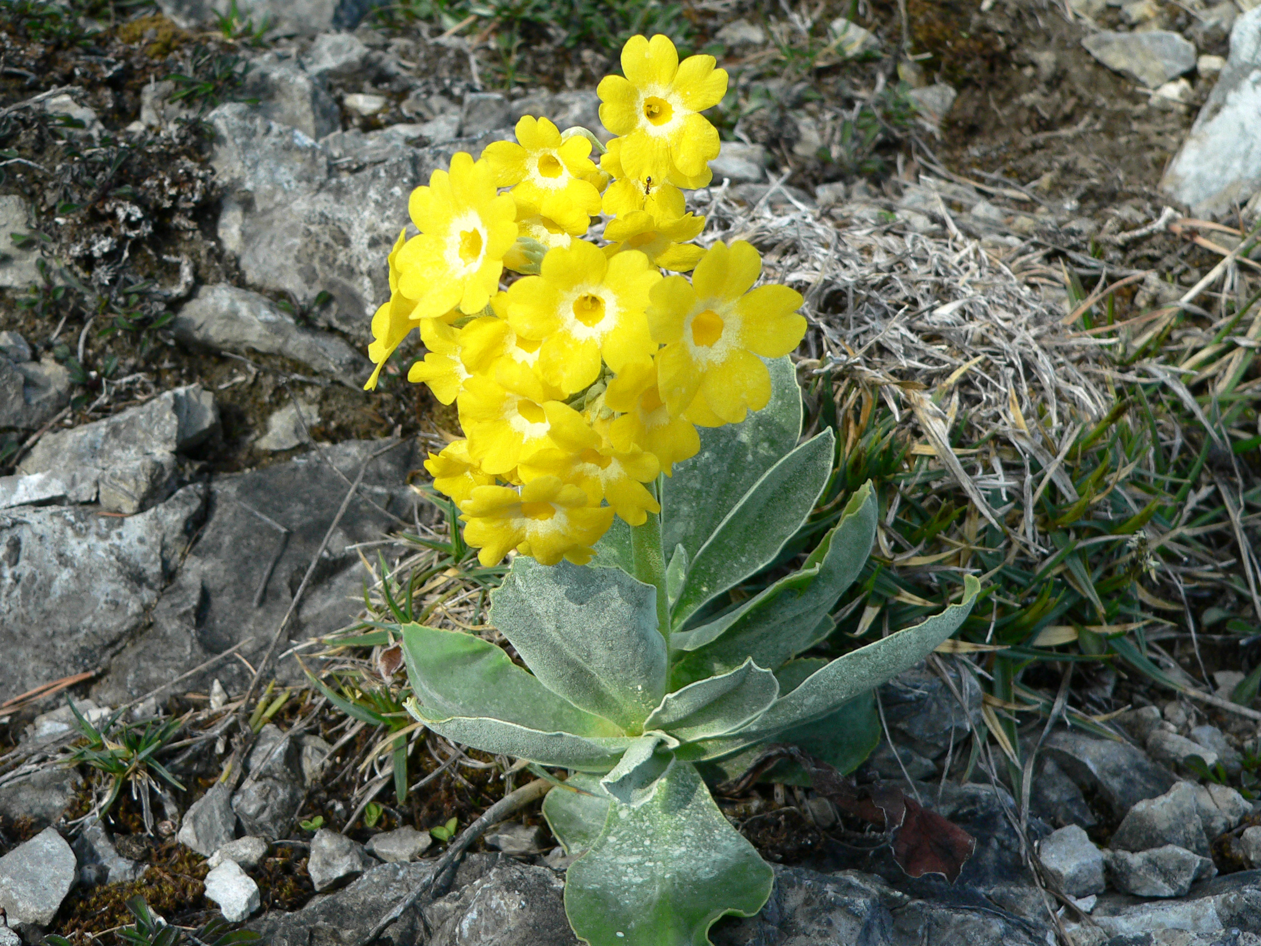 Alpenaurikel
