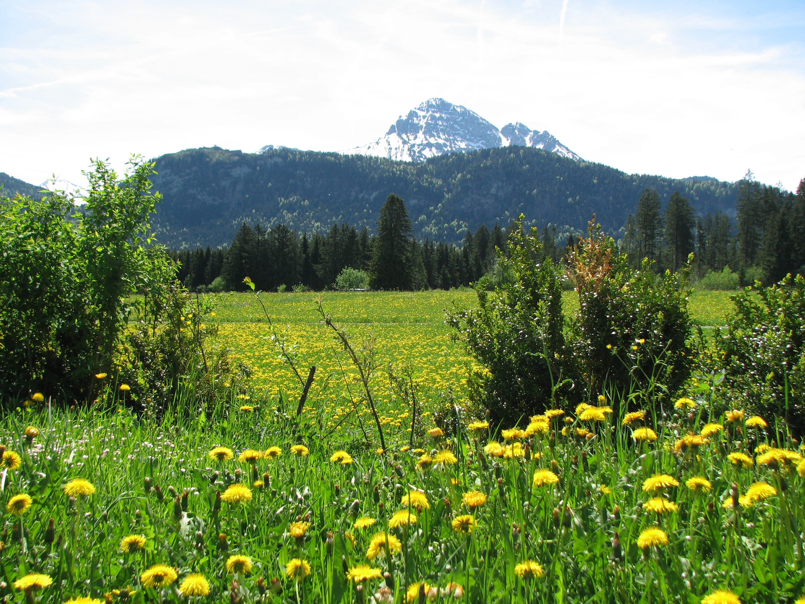 Gewöhnlicher Löwenzahn