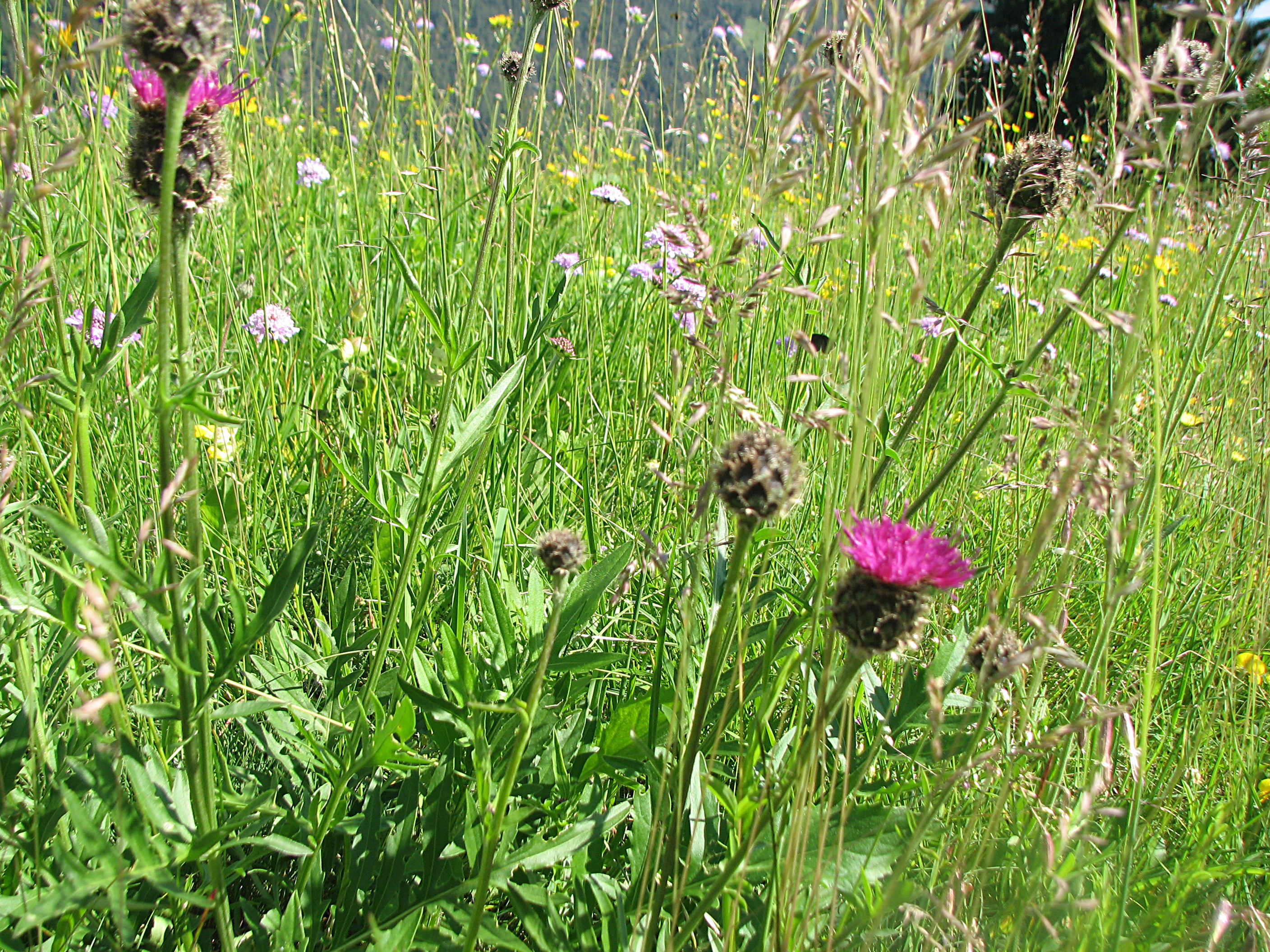 Skabiosenflockenblume