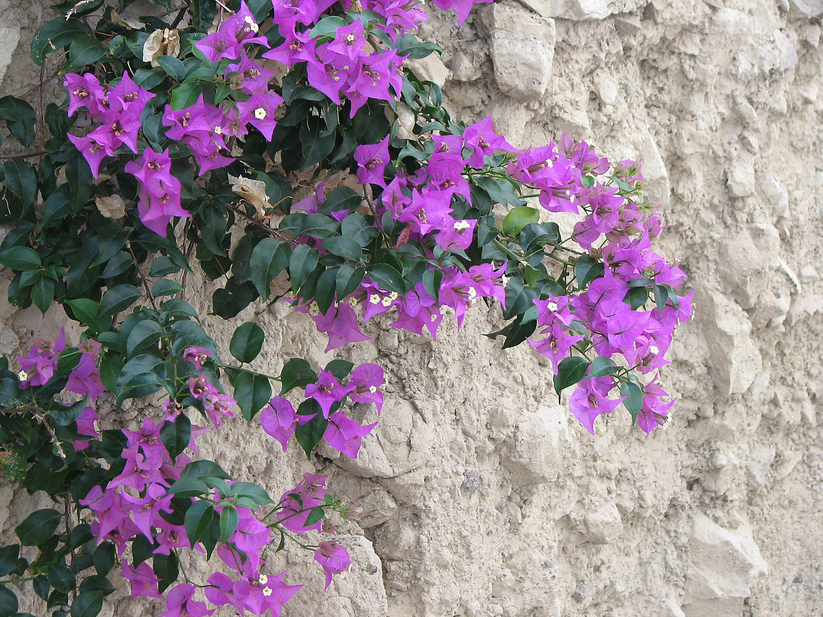 Bougainvillea