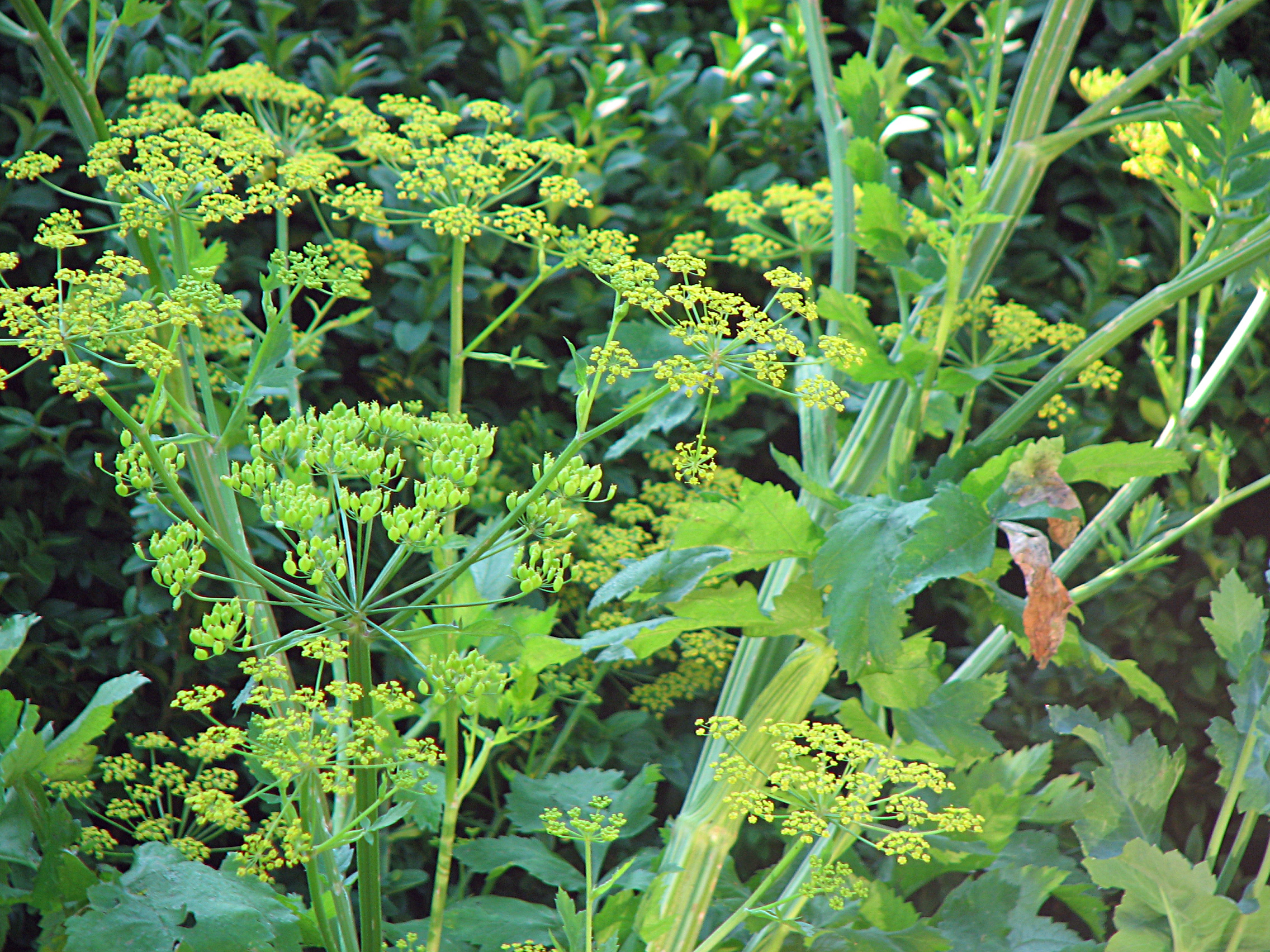 Pastinake