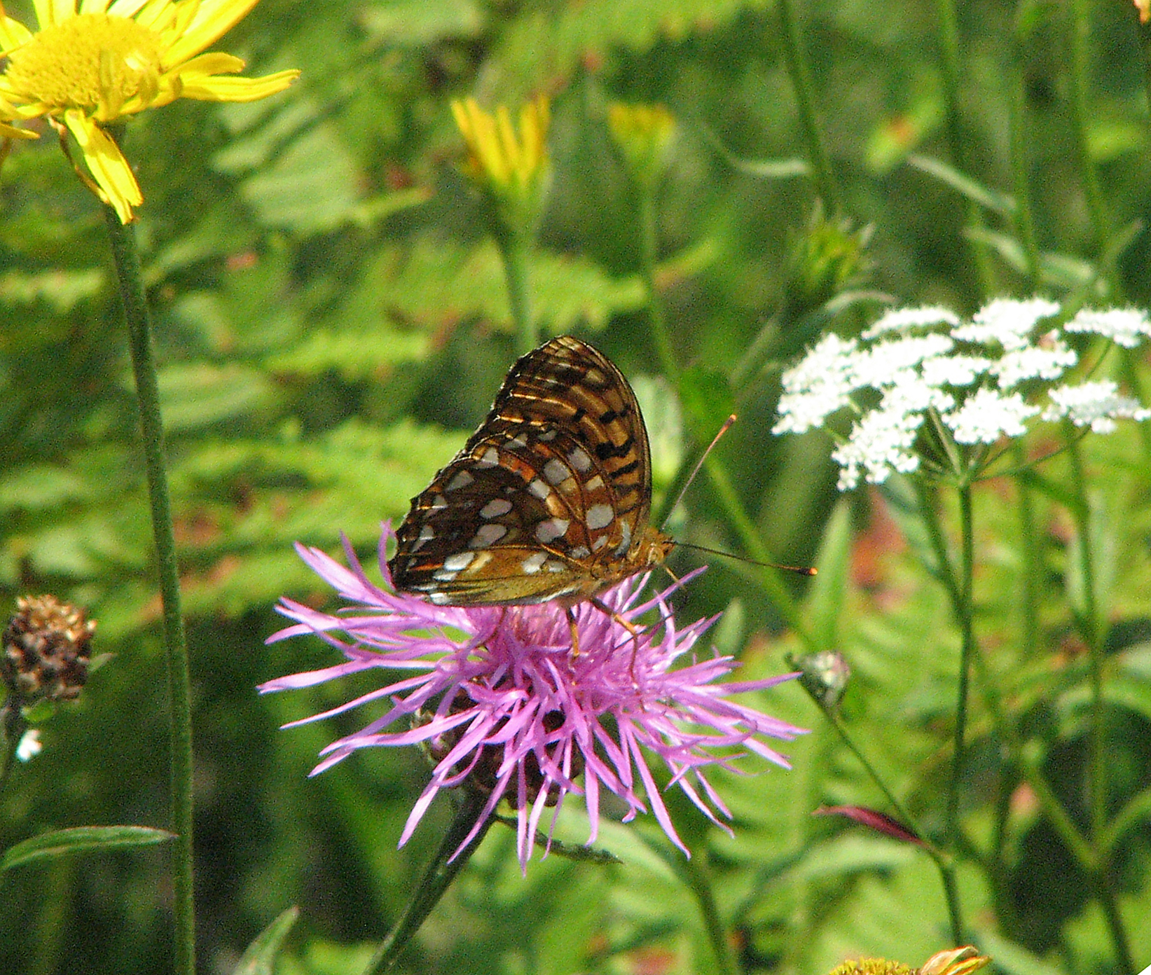 Wiesenflockenblume