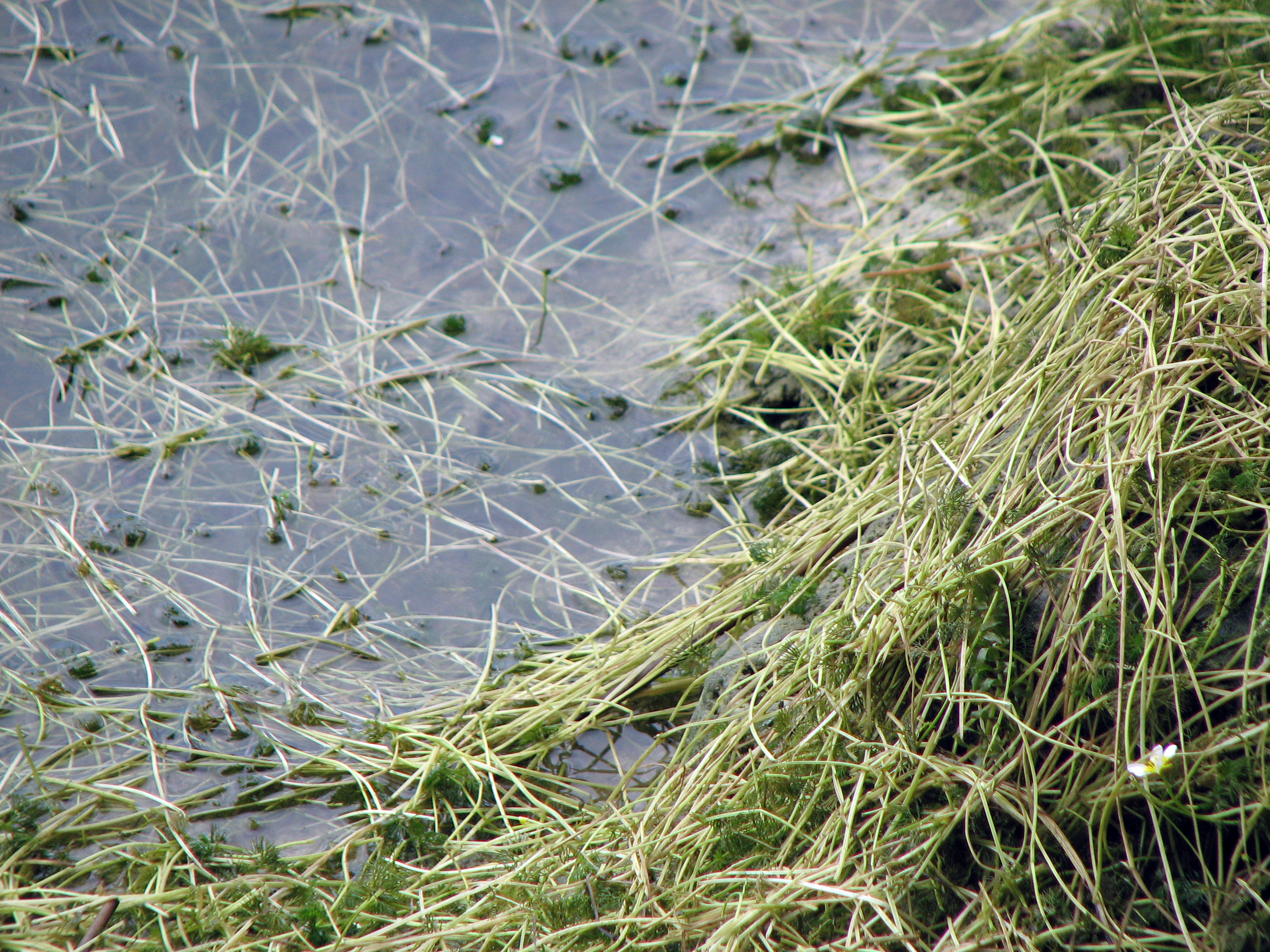 Flutender Hahnenfuß