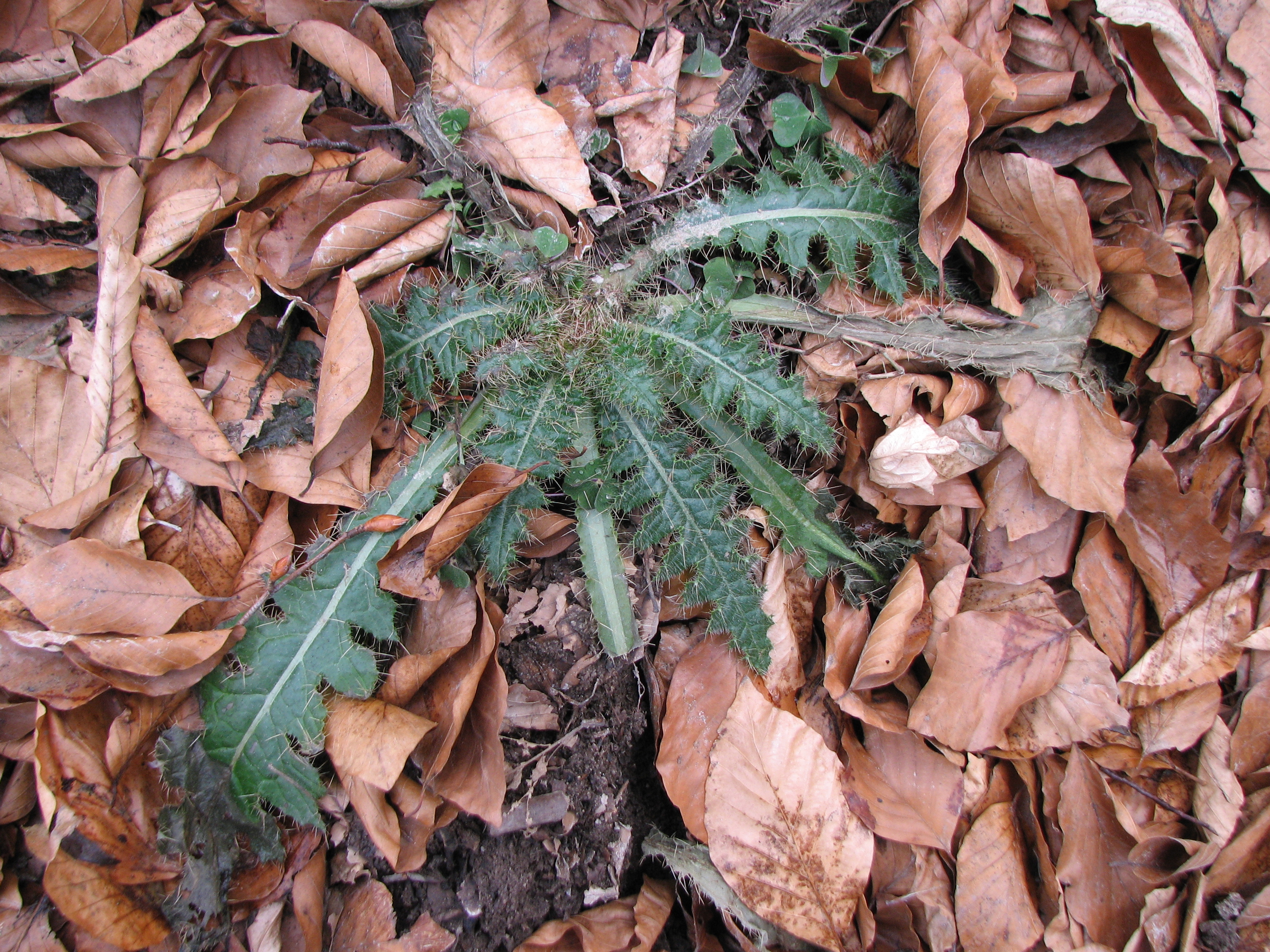 Gewöhnliche Kratzdistel