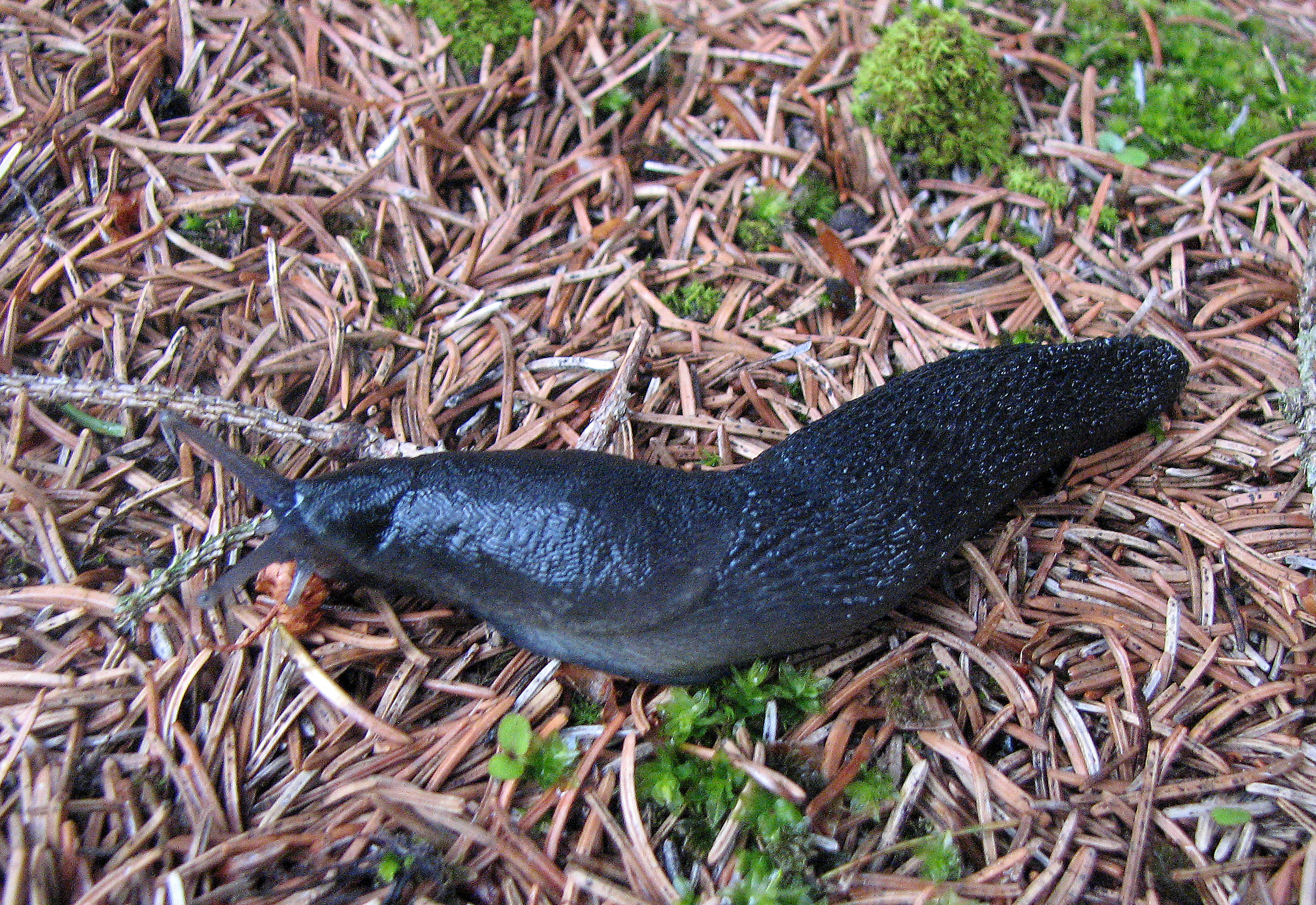 <p> Die <em>Schwarze Wegschnecke</em> (Arion ater). Trivialname: „Waldschnecke“ besitzt keinen roten Saum. Sie ist für den Garten harmlos.</p>