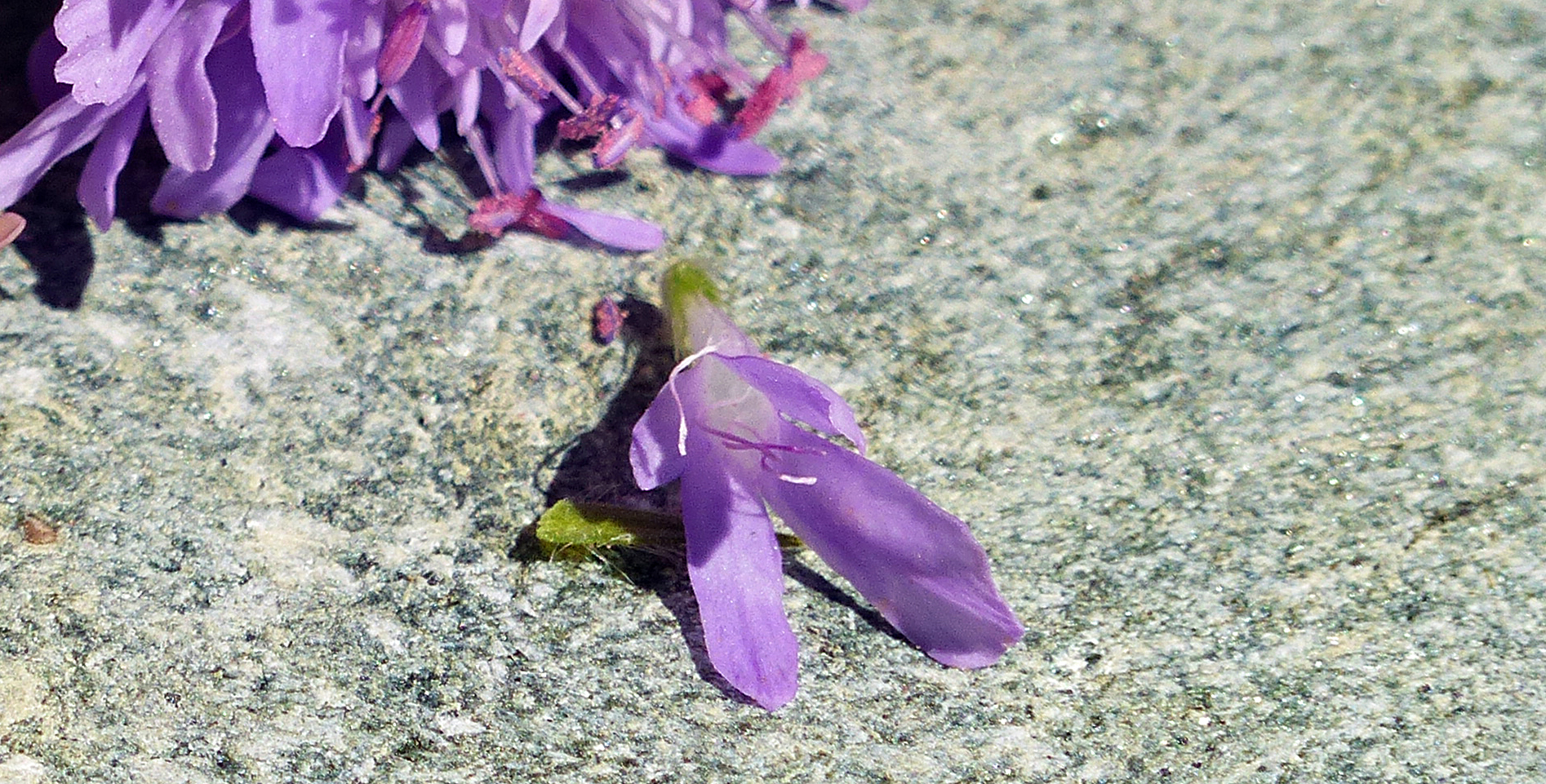 Wiesenwitwenblume
