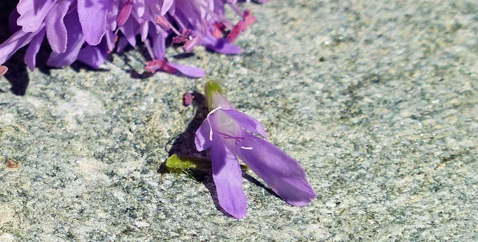 Wiesenwitwenblume