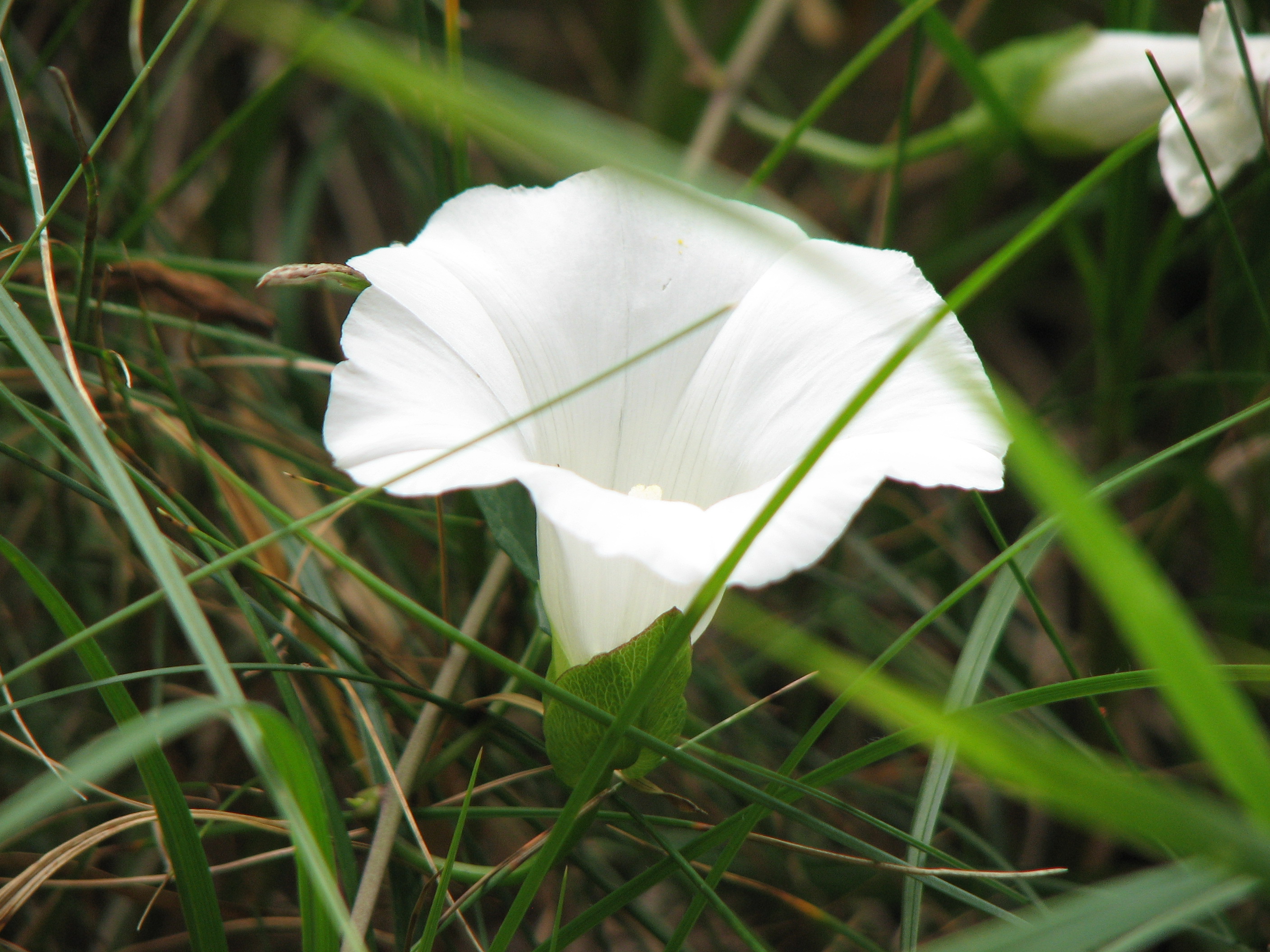 Zaunwinde