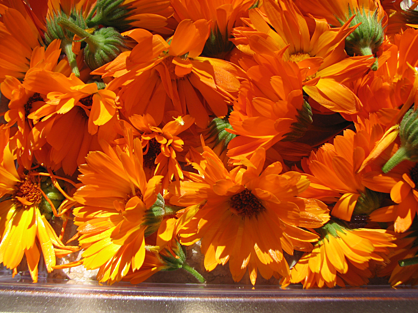 Ringelblumenöl