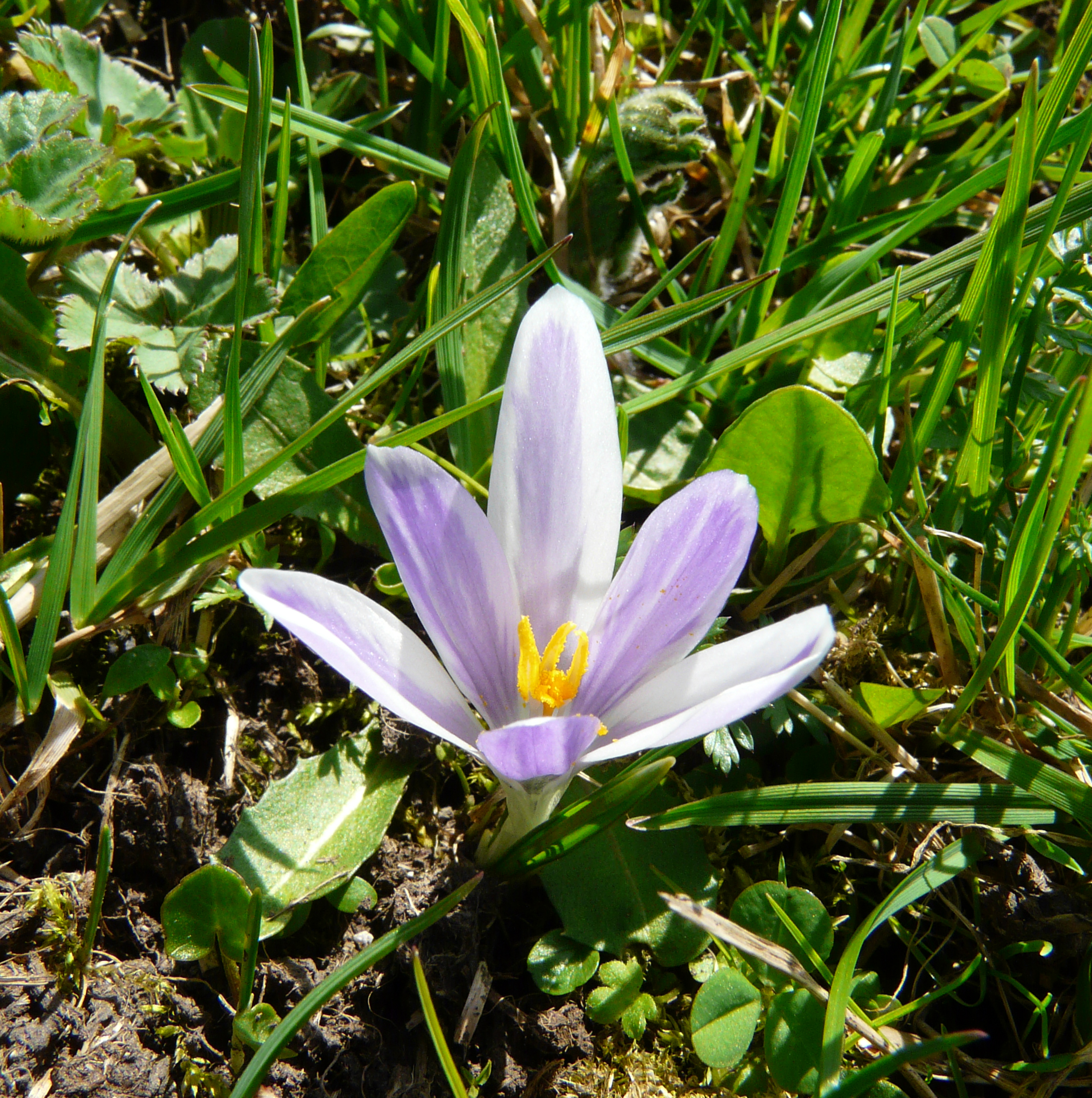 Frühlingskrokus
