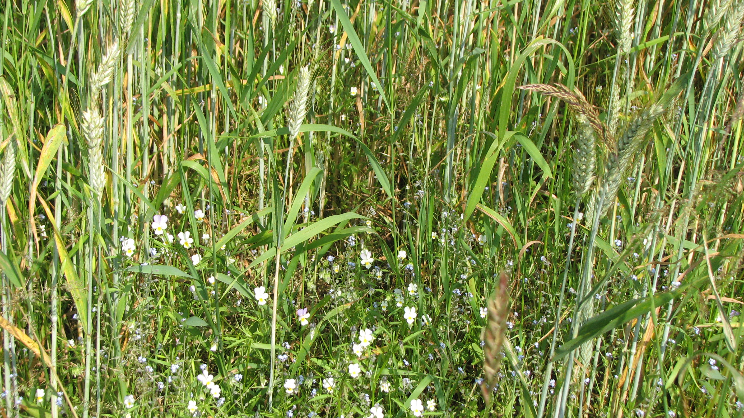 Ackerstiefmütterchen