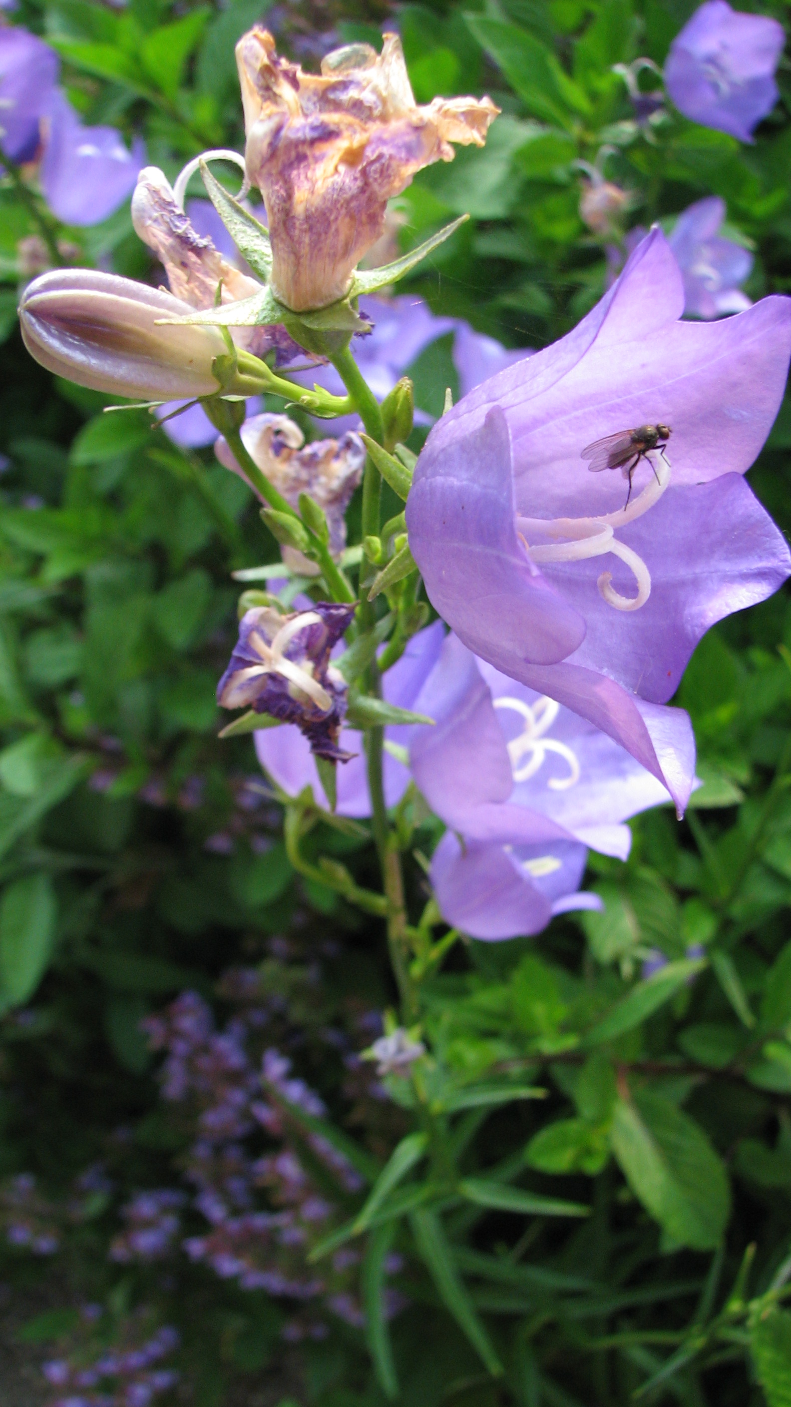 Pfirsichblättrige Glockenblume