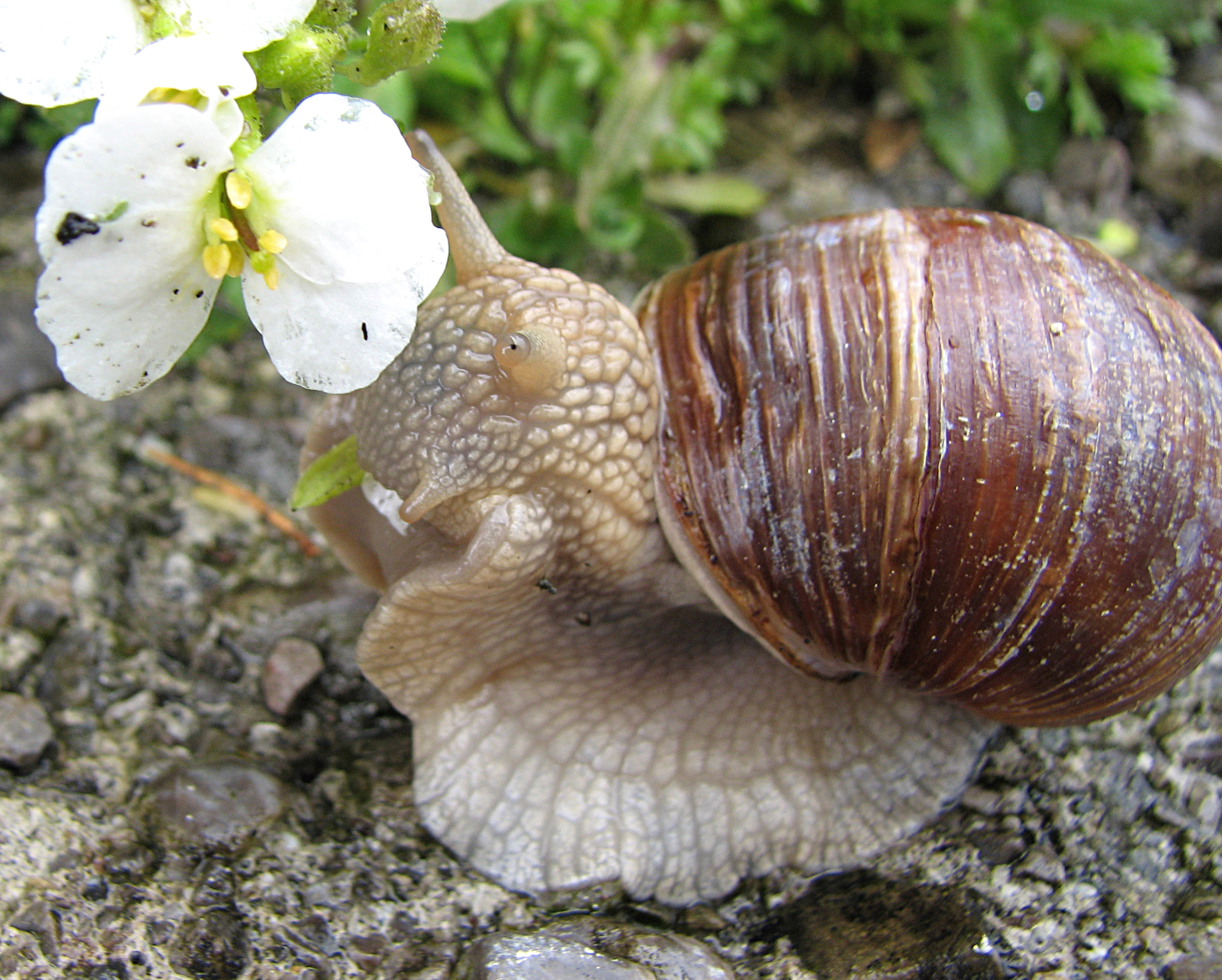 Wiesenschaumkraut
